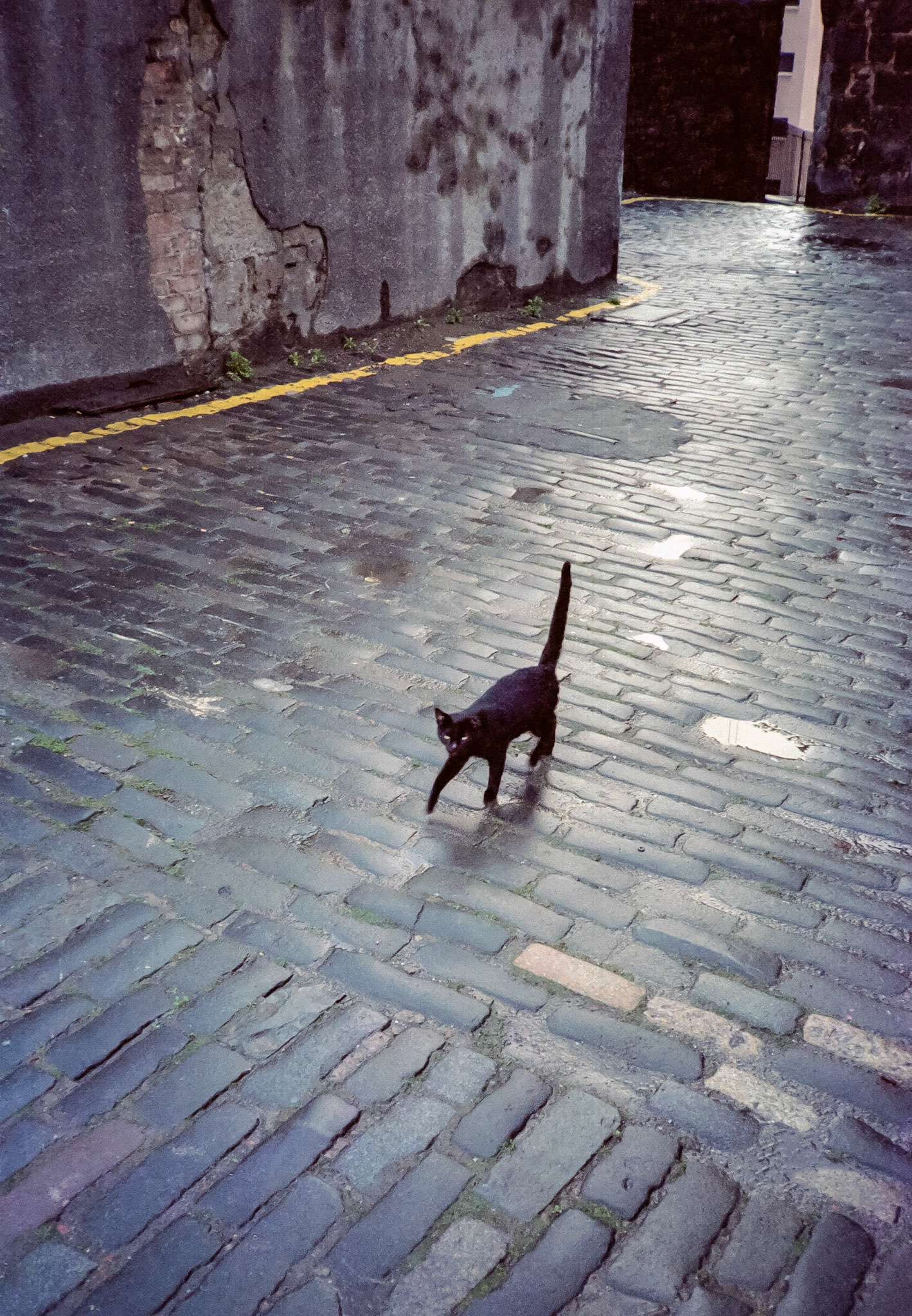 Black cat, St Mary's Street, Edinburgh, 1981