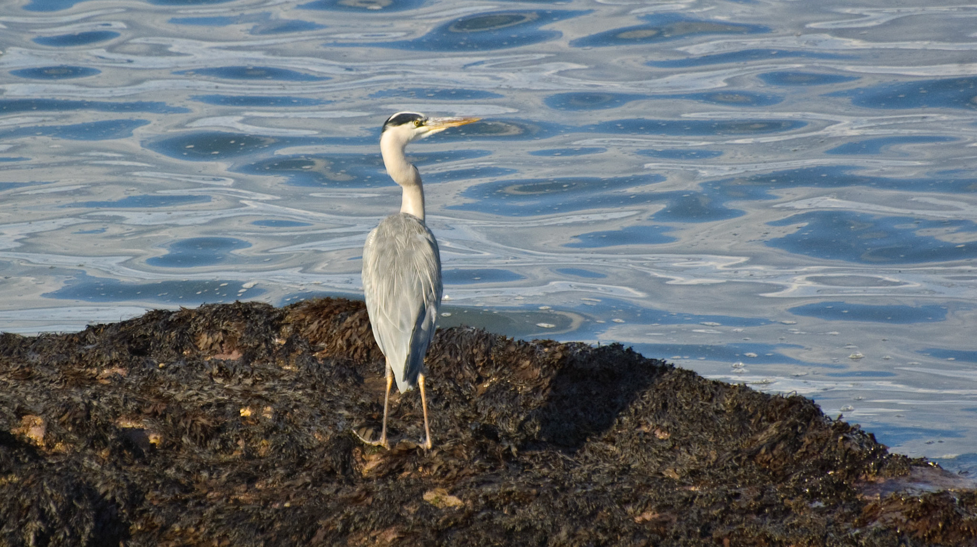 Heron, St Andrews, 2008