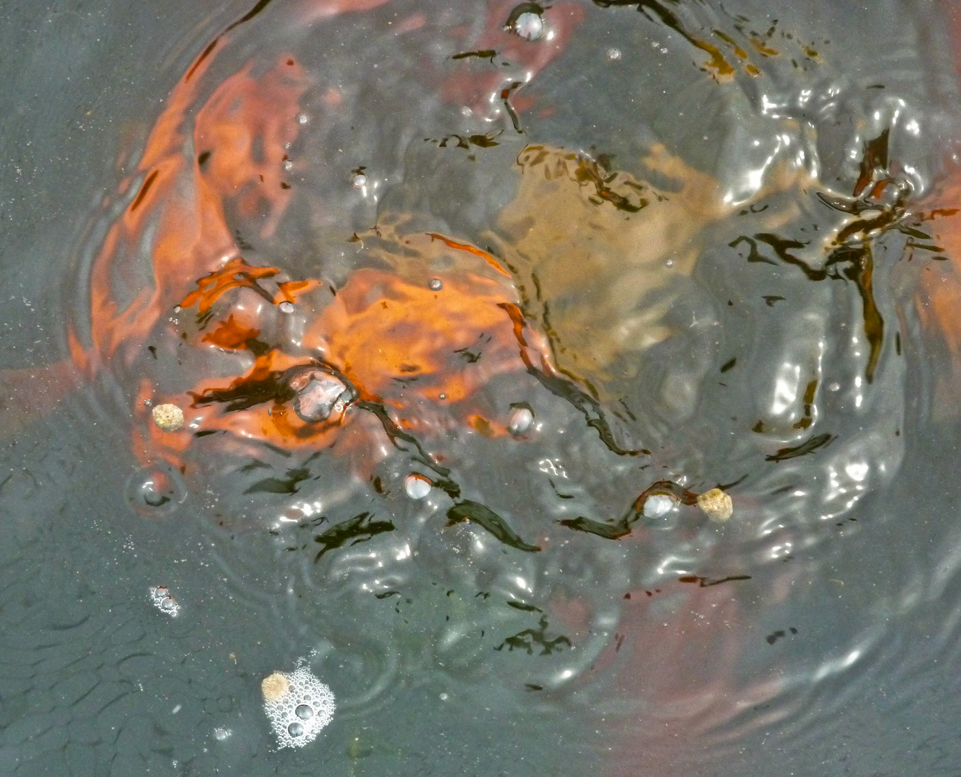 Fish pond, Five Oaks, Sussex, 2009
