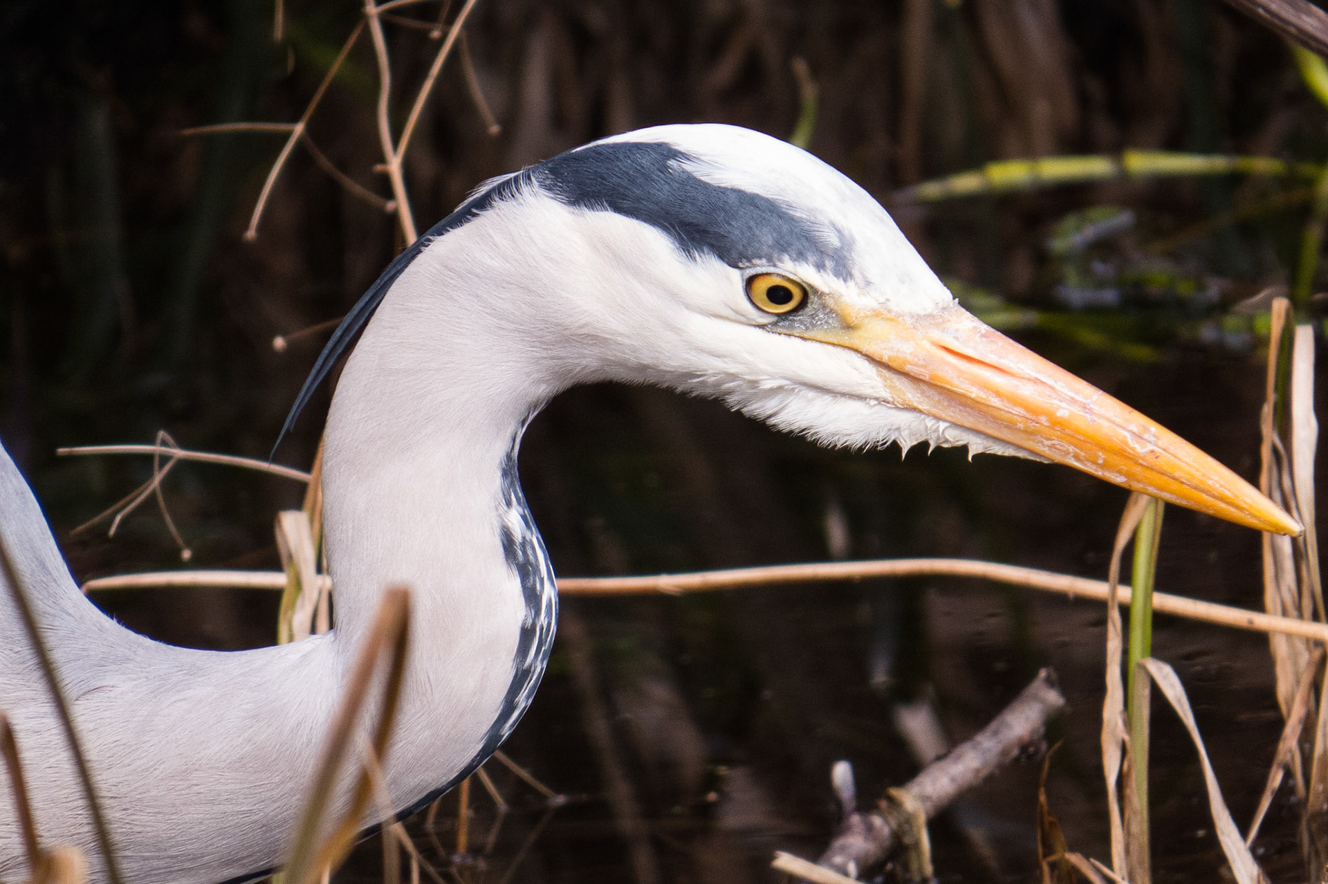 Heron. Royal Botanic Garden, Edinburgh, 2013