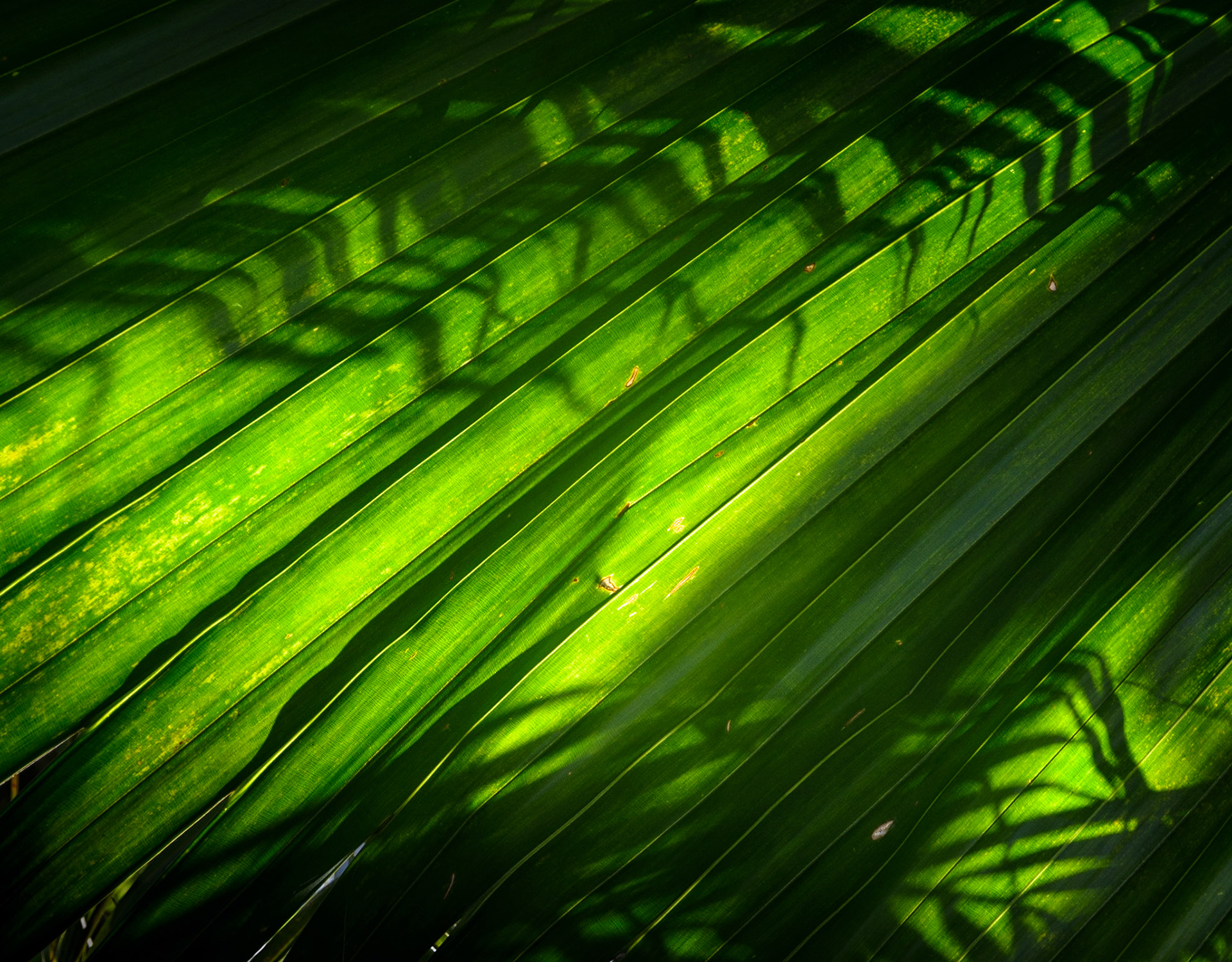 Leaf shadows, Royal Botanic Garden, Edinburgh, 2015