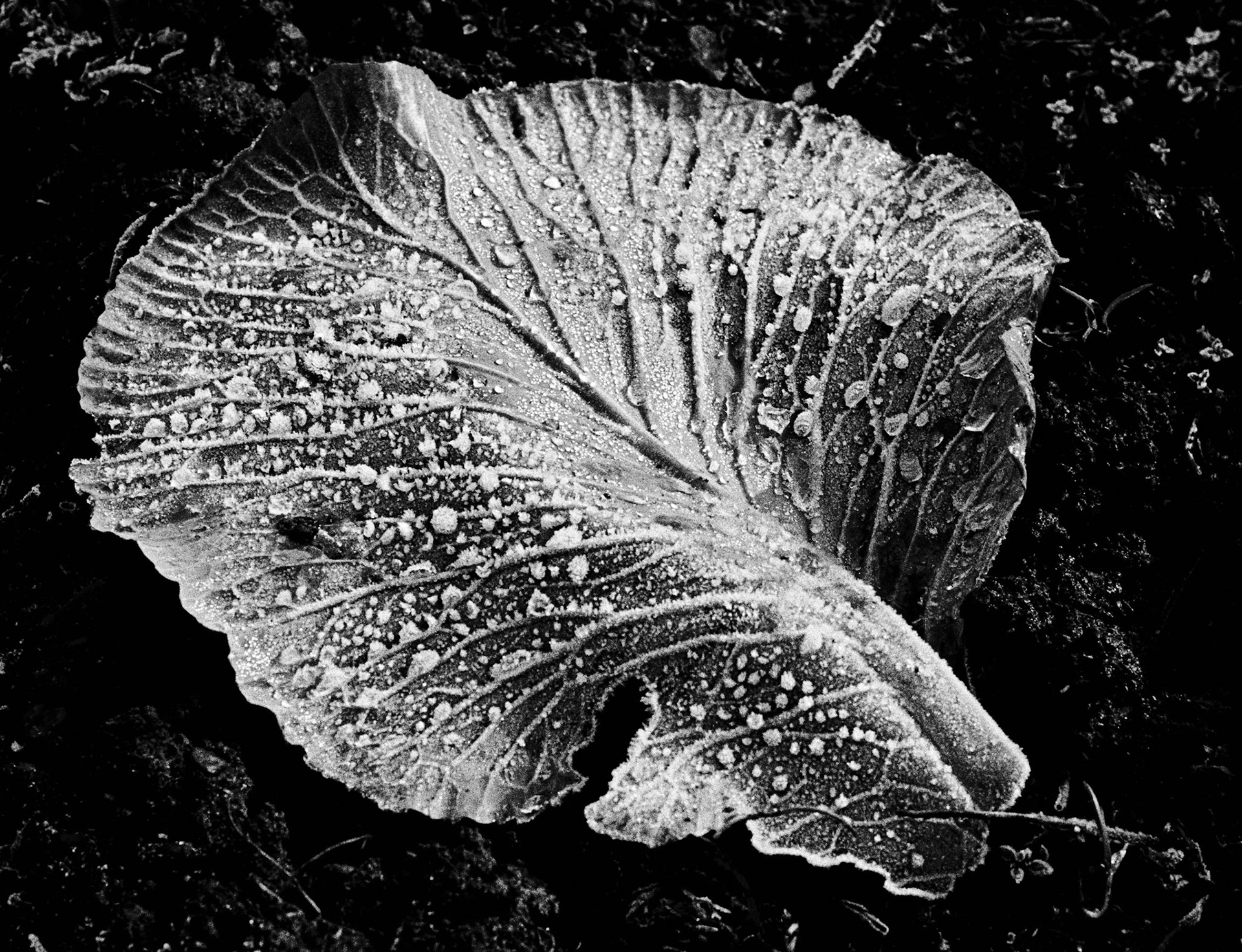 Frosted cabbage leaf, 1968