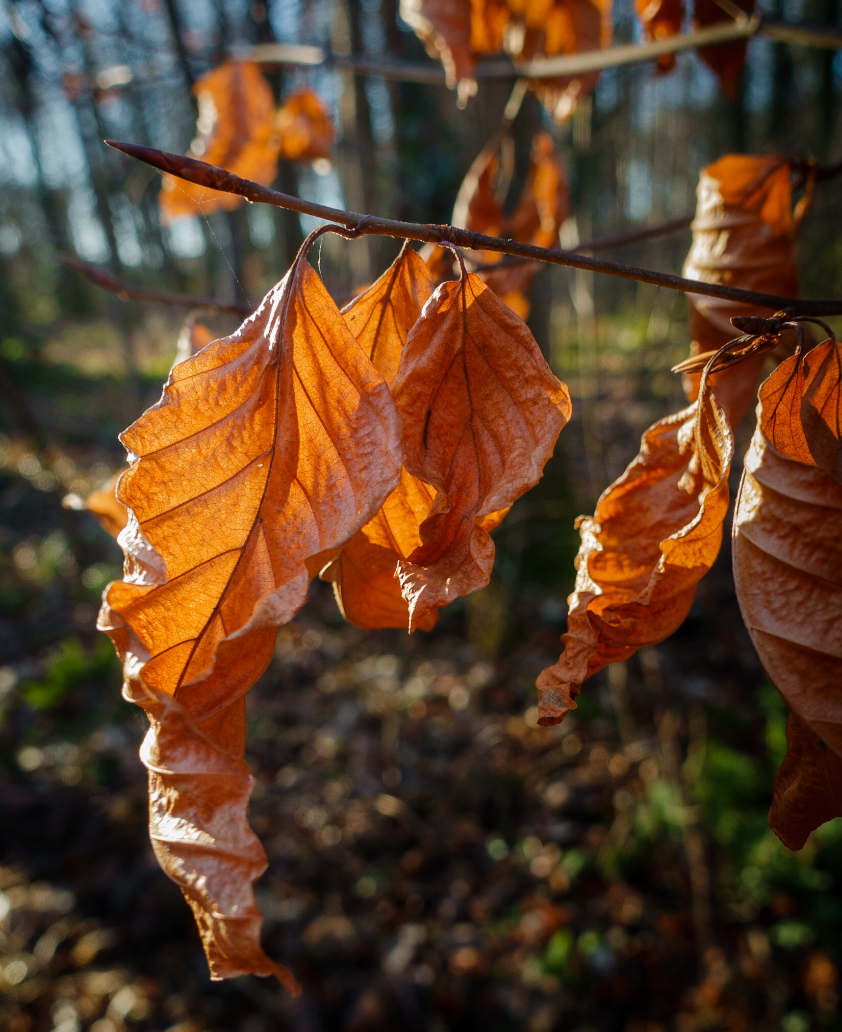 Dalkeith Country Park, 2022