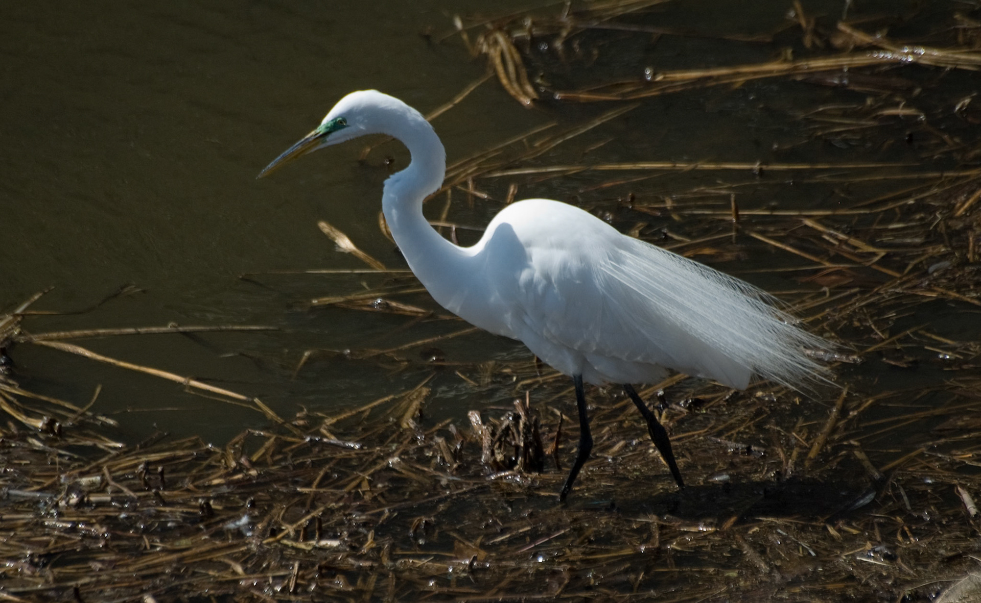 Egret, Central Park, New York, April 2007