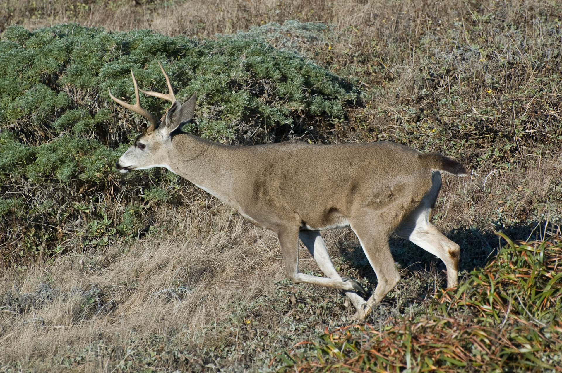 Deer, Point Reyes National Seashore, 2007