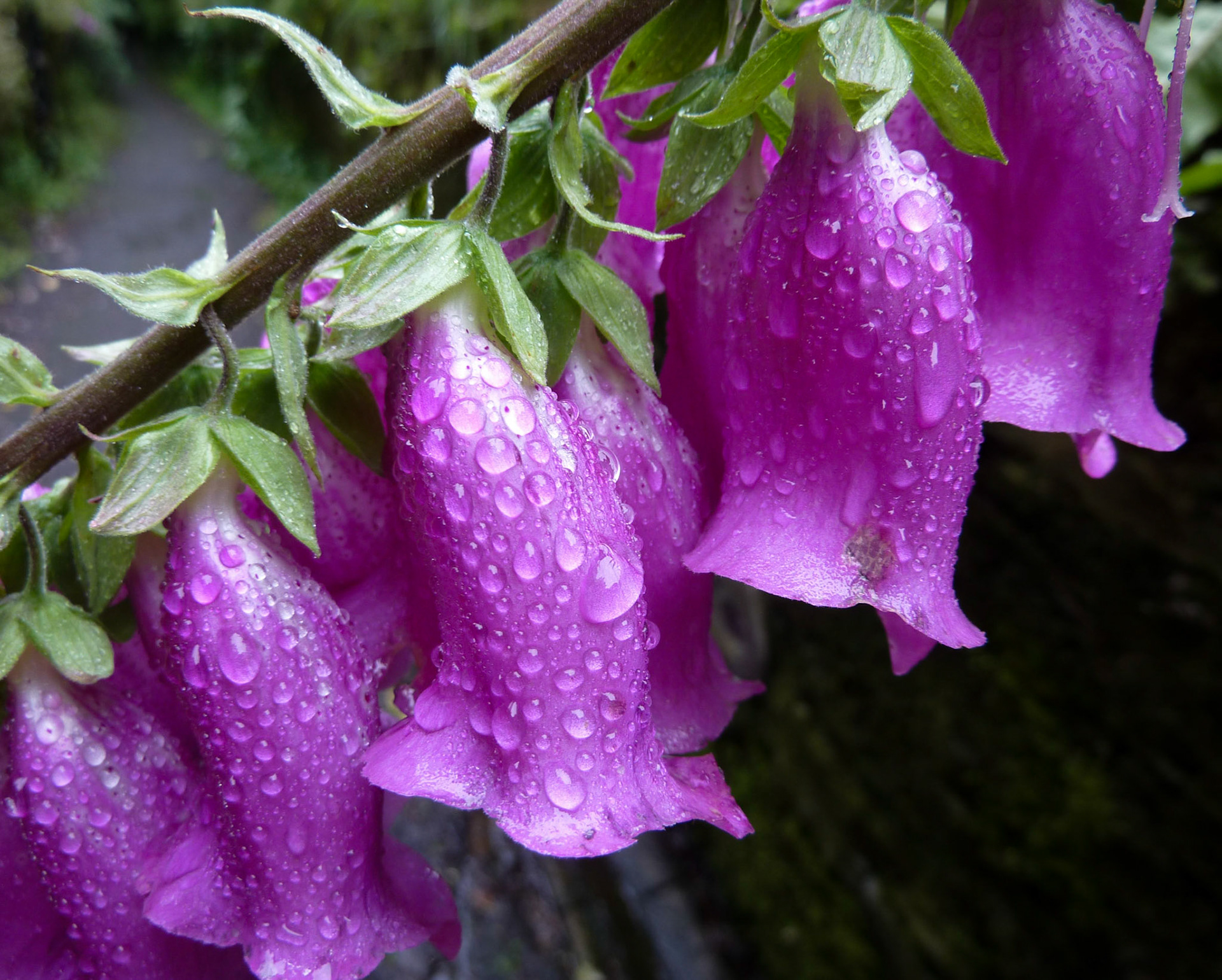 Foxglove, Lasswade, Midlothian, 2012
