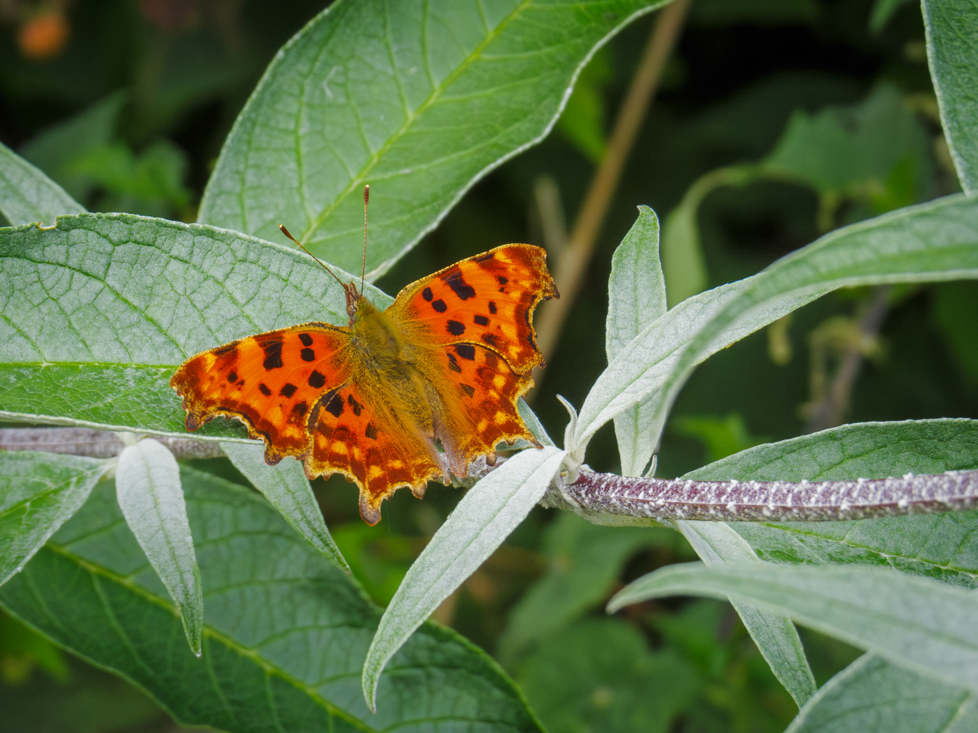 Comma butterfly on buddleia, Roslin, 2025