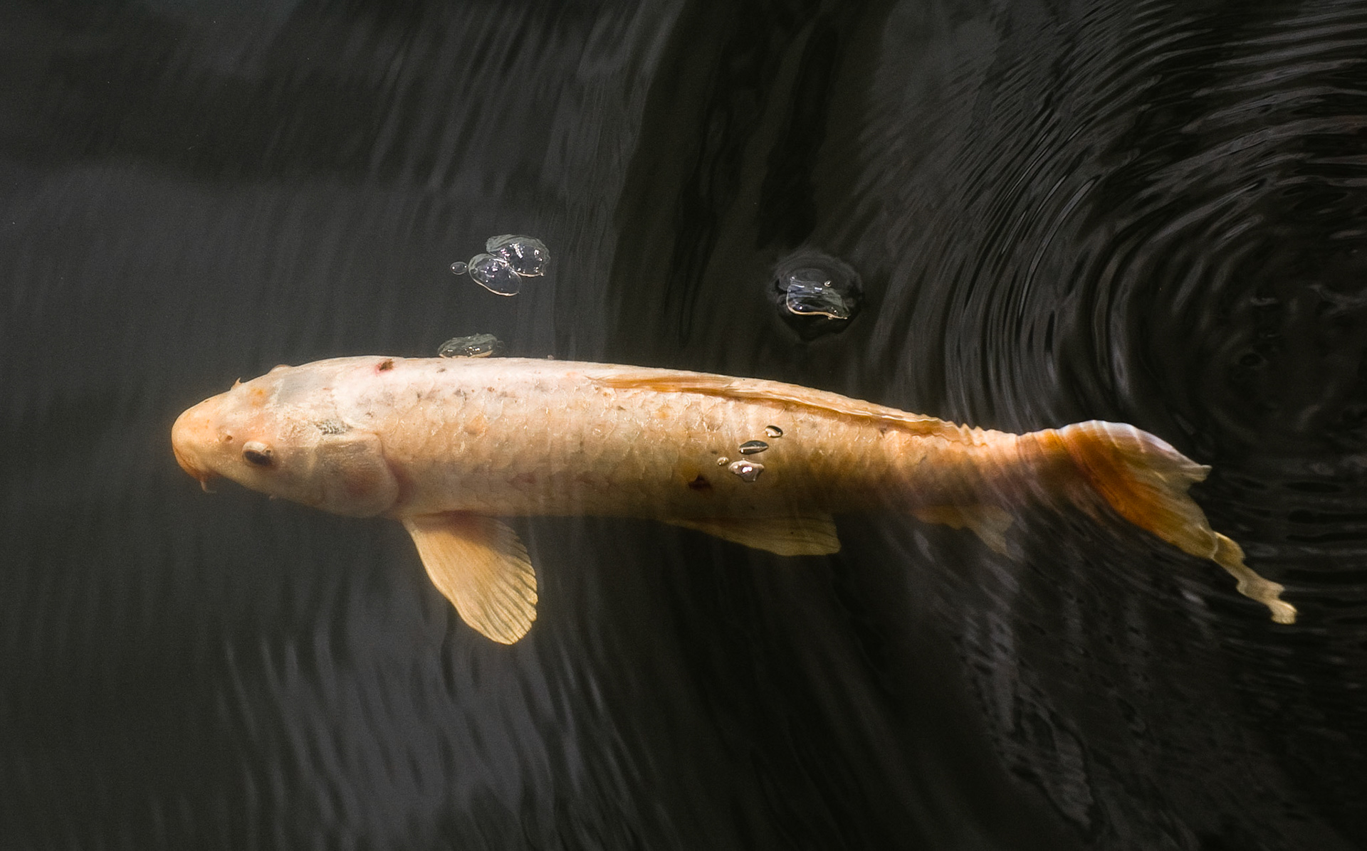 Koi, RHS Garden, Wisley, Surrey, 2008