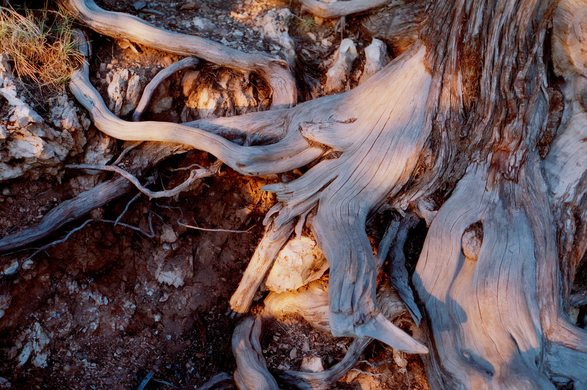 Tree roots, Grand Canyon National Park, 1993