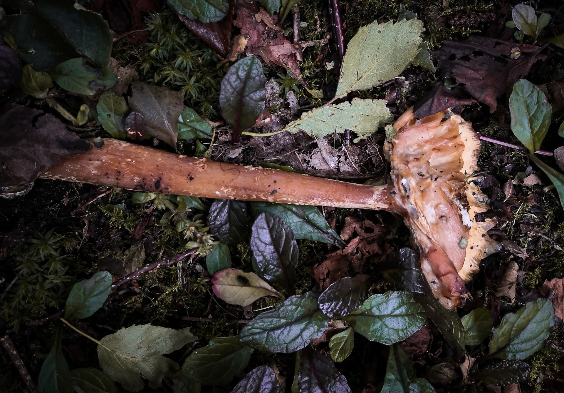 Fungi, Janebank, 2020