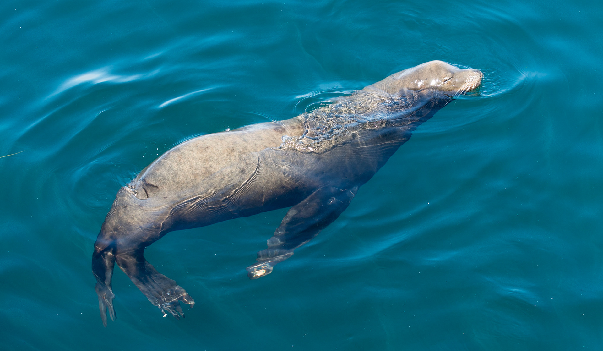 Sea Lion, Monterey, 2015