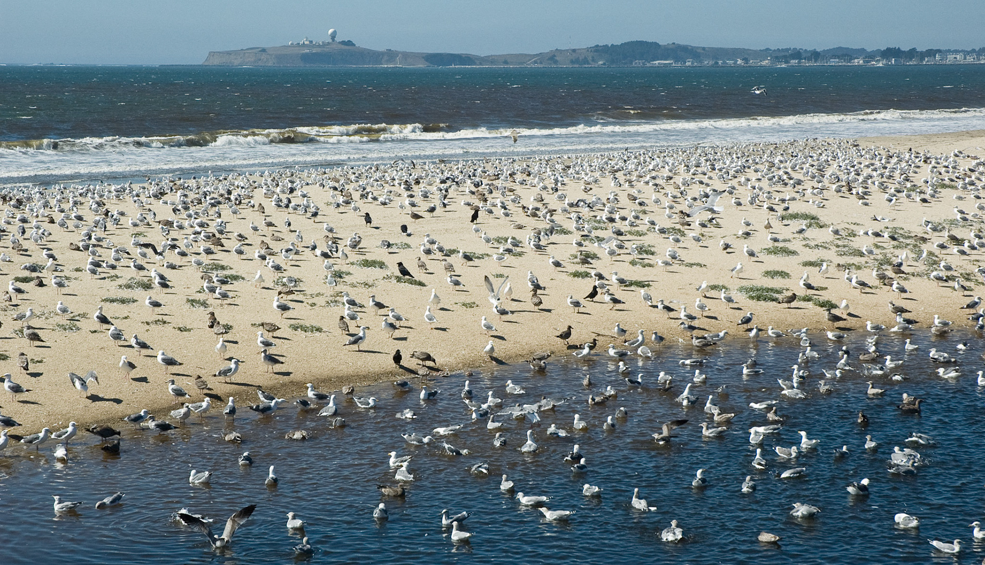 Seagulls,Half Moon Bay, California, September 2007