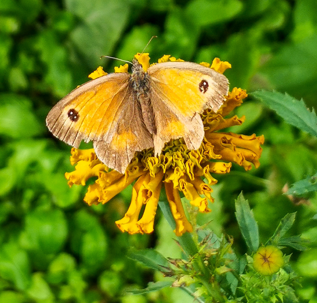 Butterfly, Five Oaks, 2021