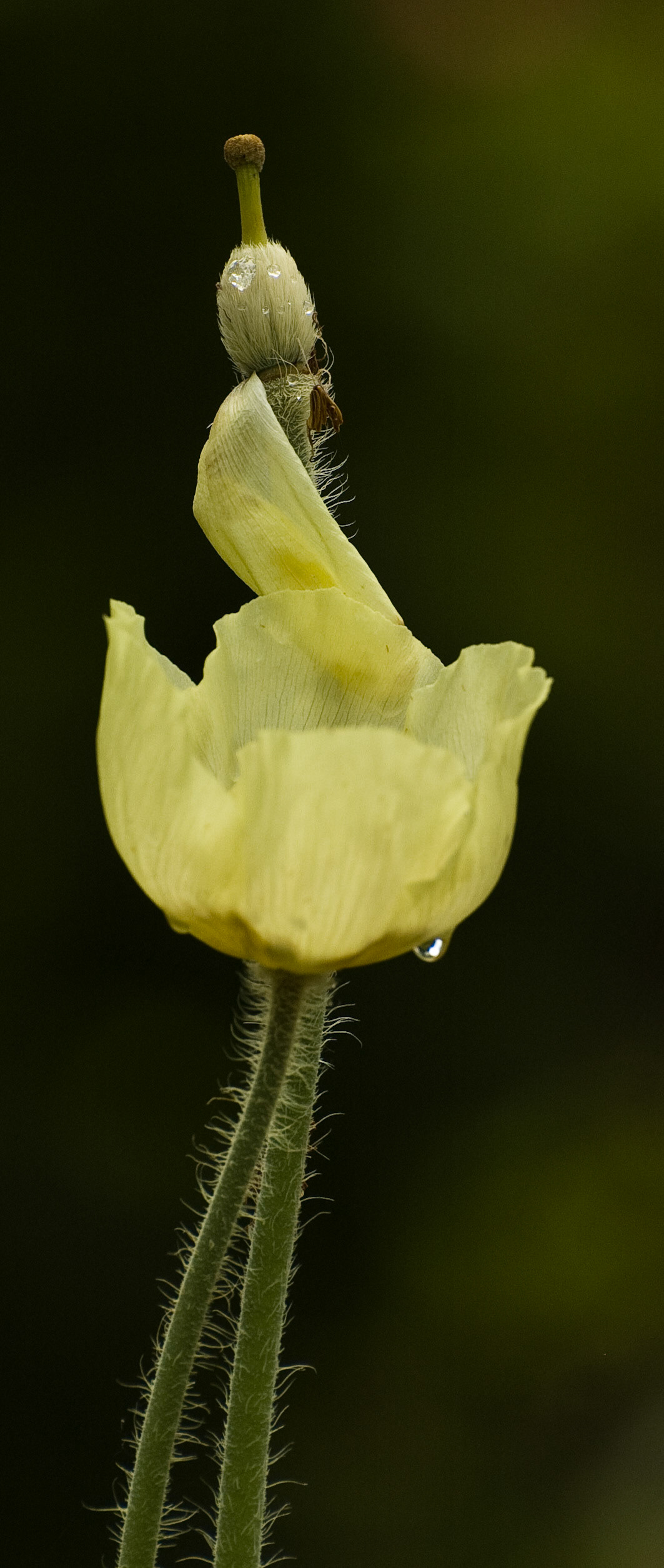 RHS Garden, Wisley, Surrey, 2008