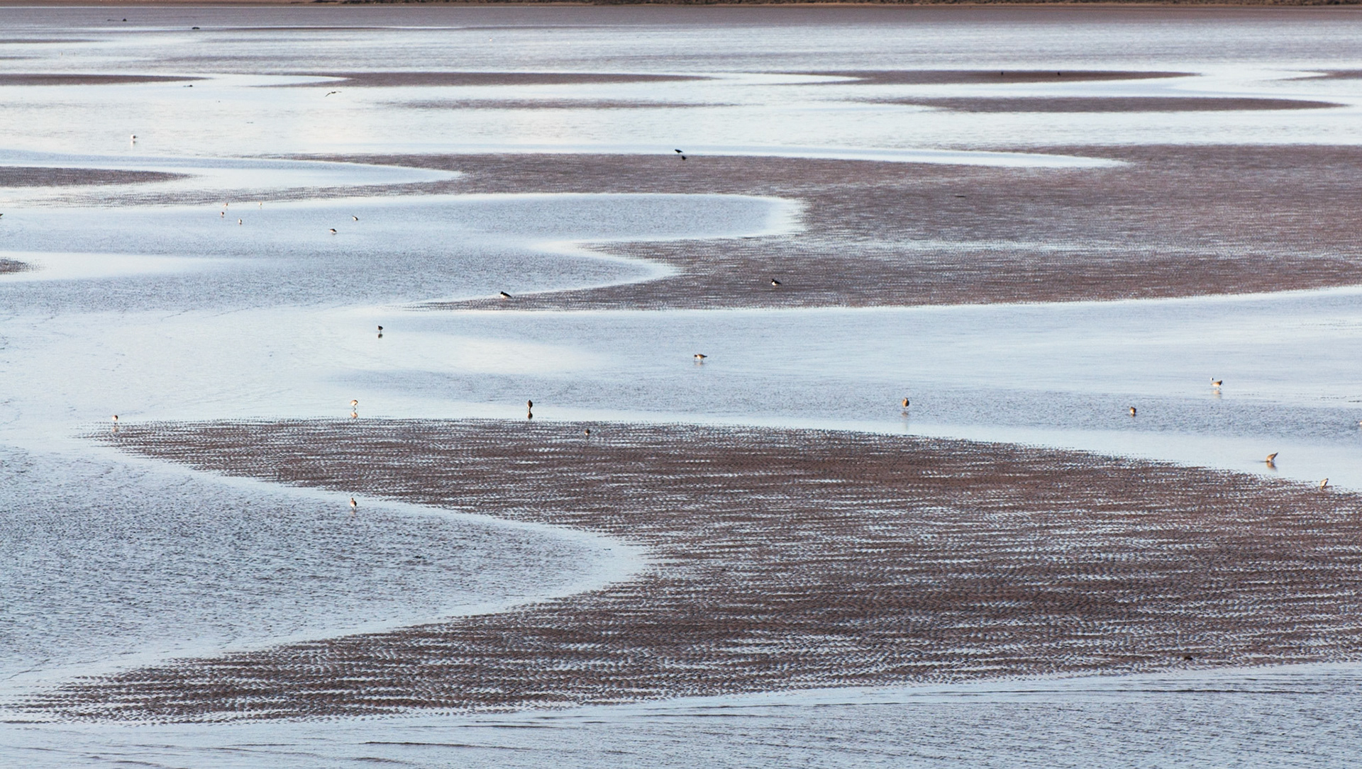 Mud flats, Longniddry Bents, East Lothian, 2012