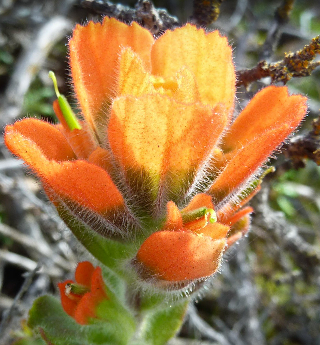 Wildflowers, Point Lobos, California, 2011