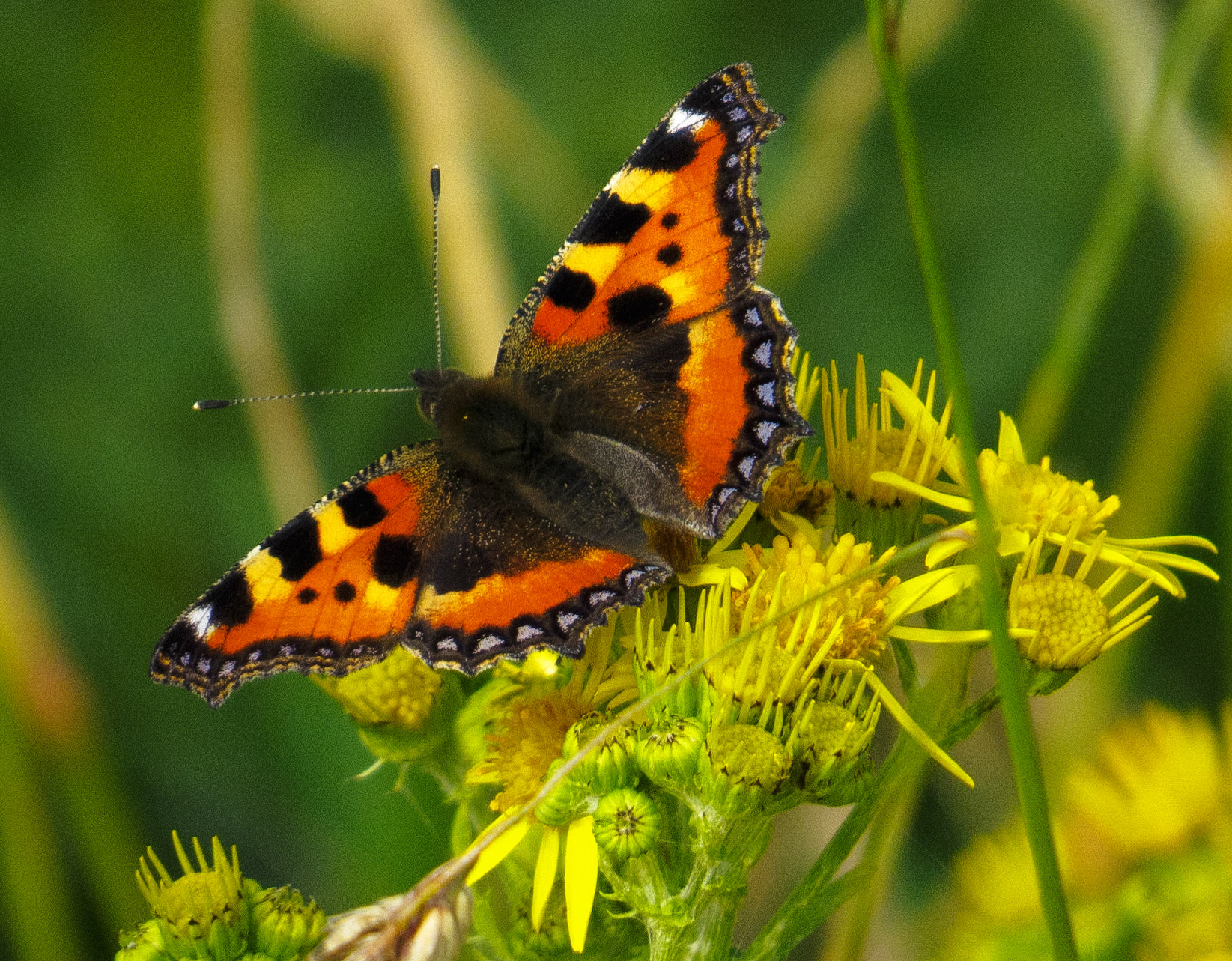 Butterfly, Longniddry Bents, East Lothian, 2021