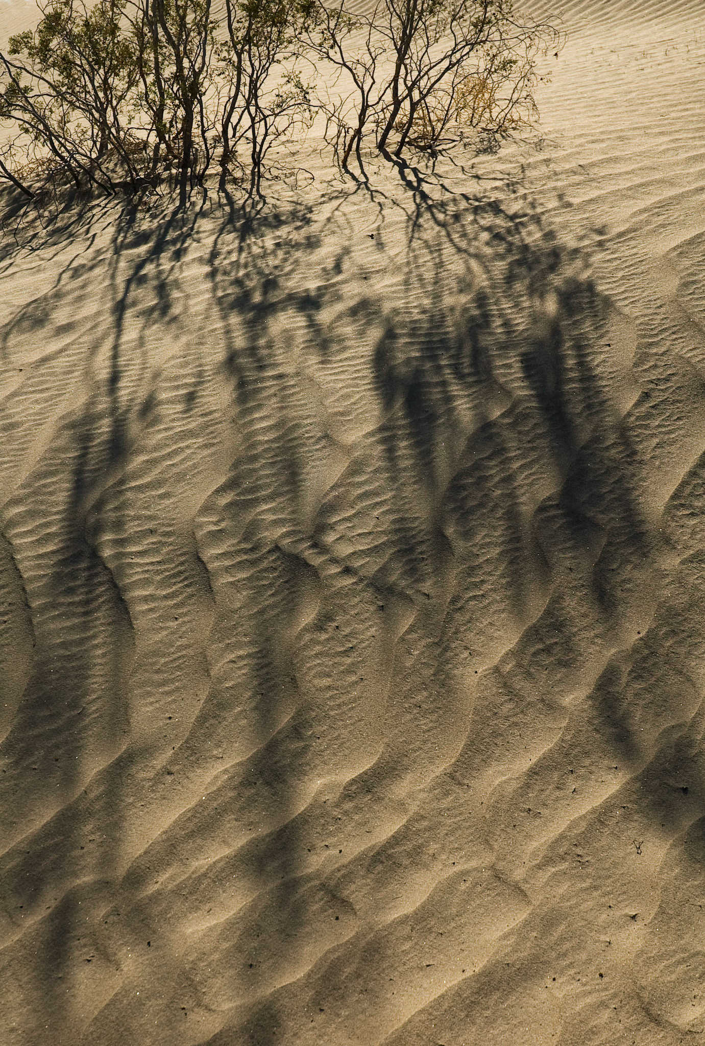 Sand Dunes, Death Valley National Park, California, April 2007