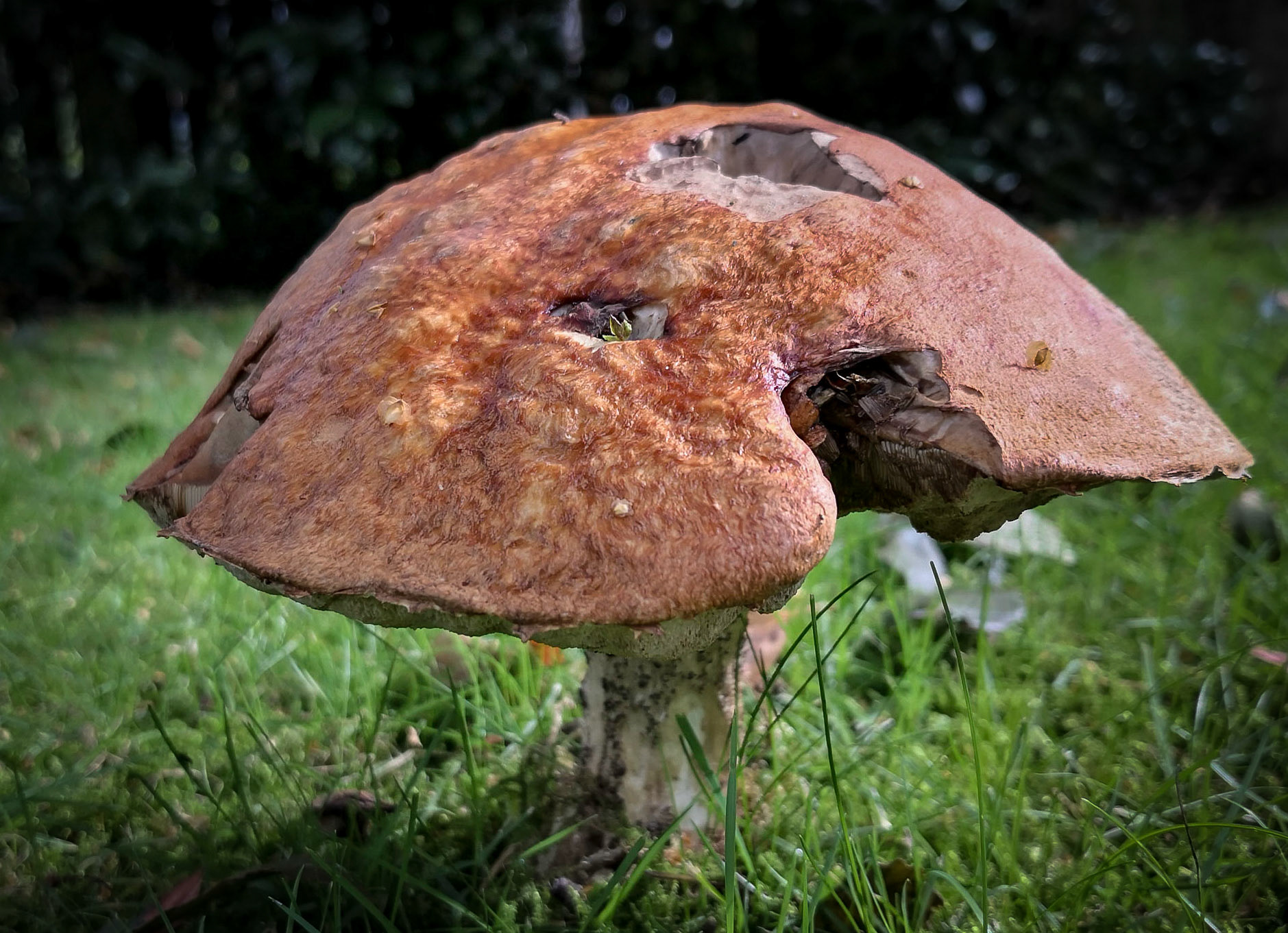 Fungi, Janebank, 2020