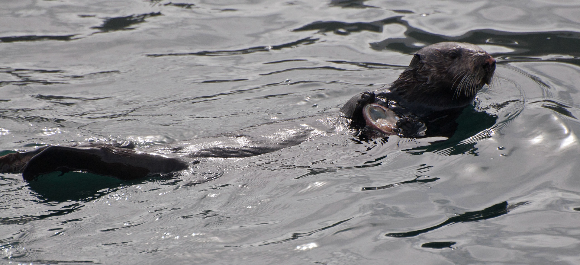 Sea otter, Point Lobos, California, 2011