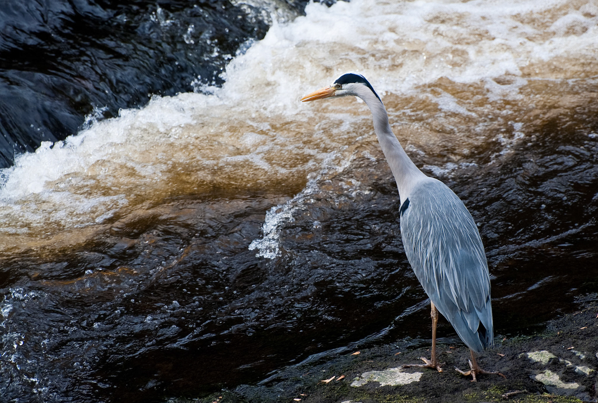 Heron, Water of Leith, Edinburgh, 2009
