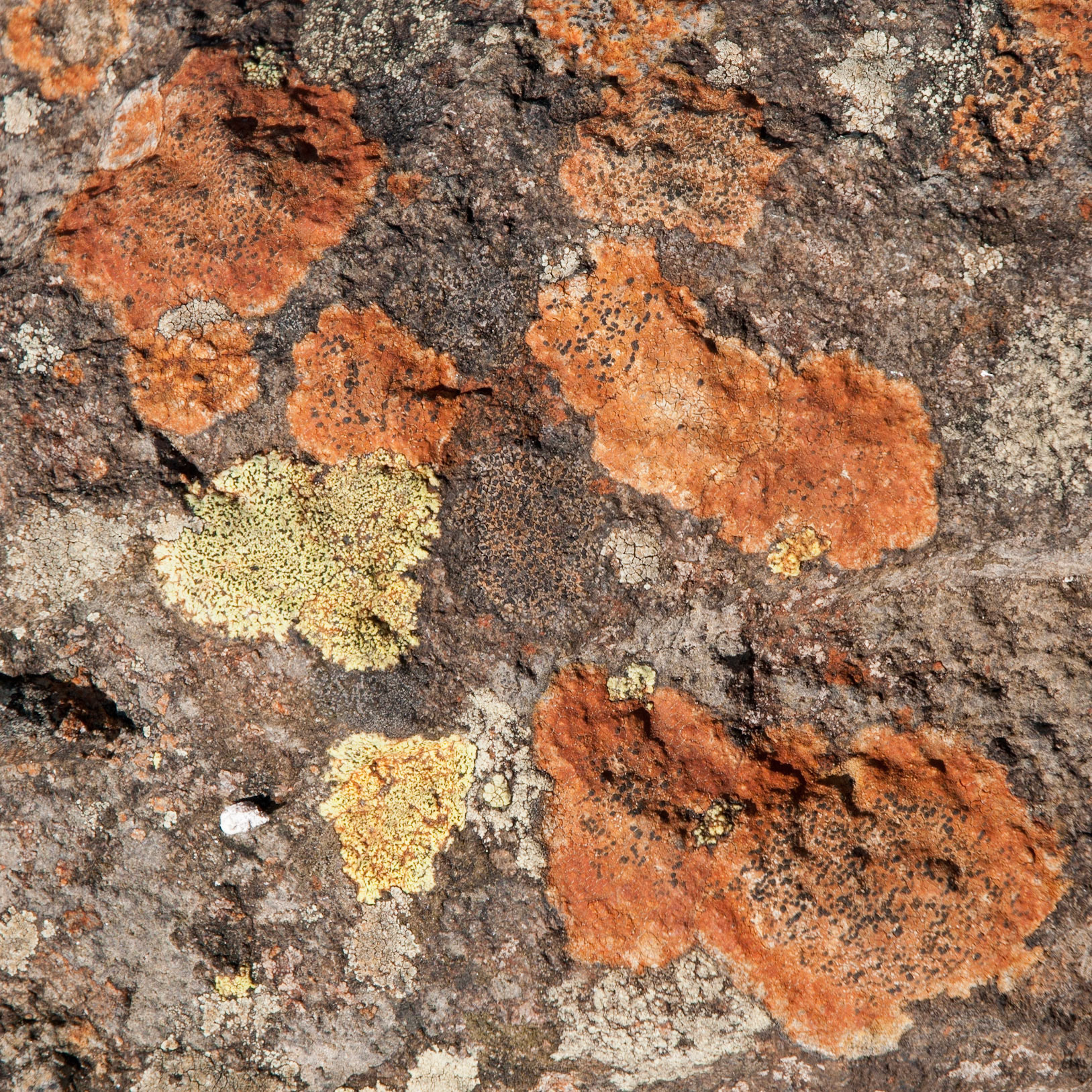 Lichen, The Trossachs, 2011
