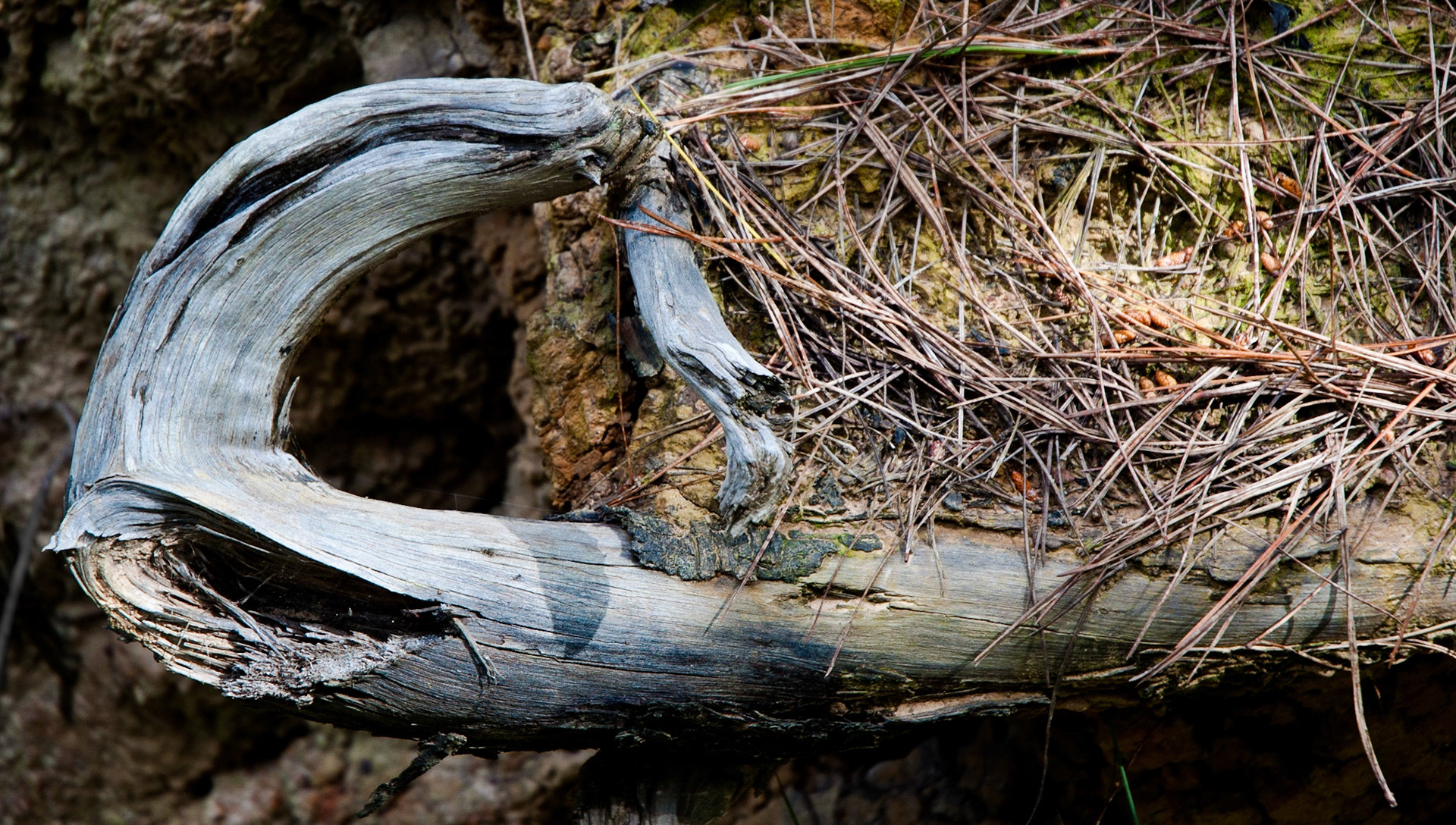 Point Lobos, California, 2011