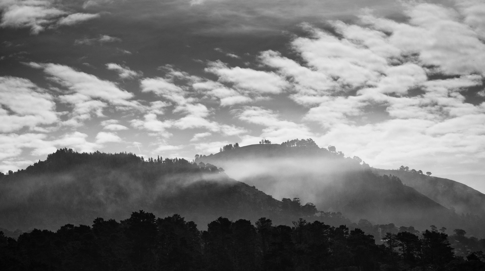Point Lobos, California, 2011