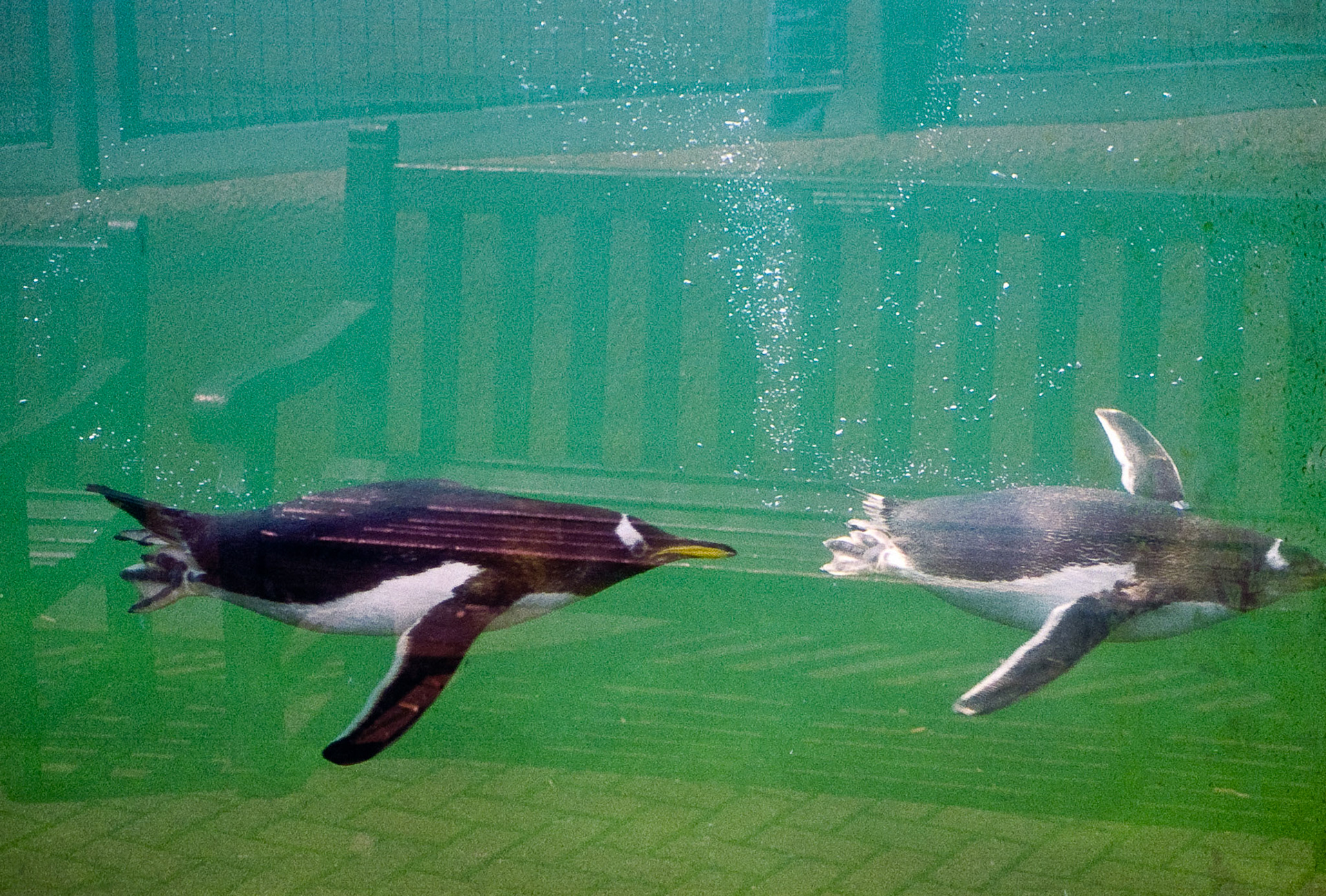 Edinburgh Zoo, 1995