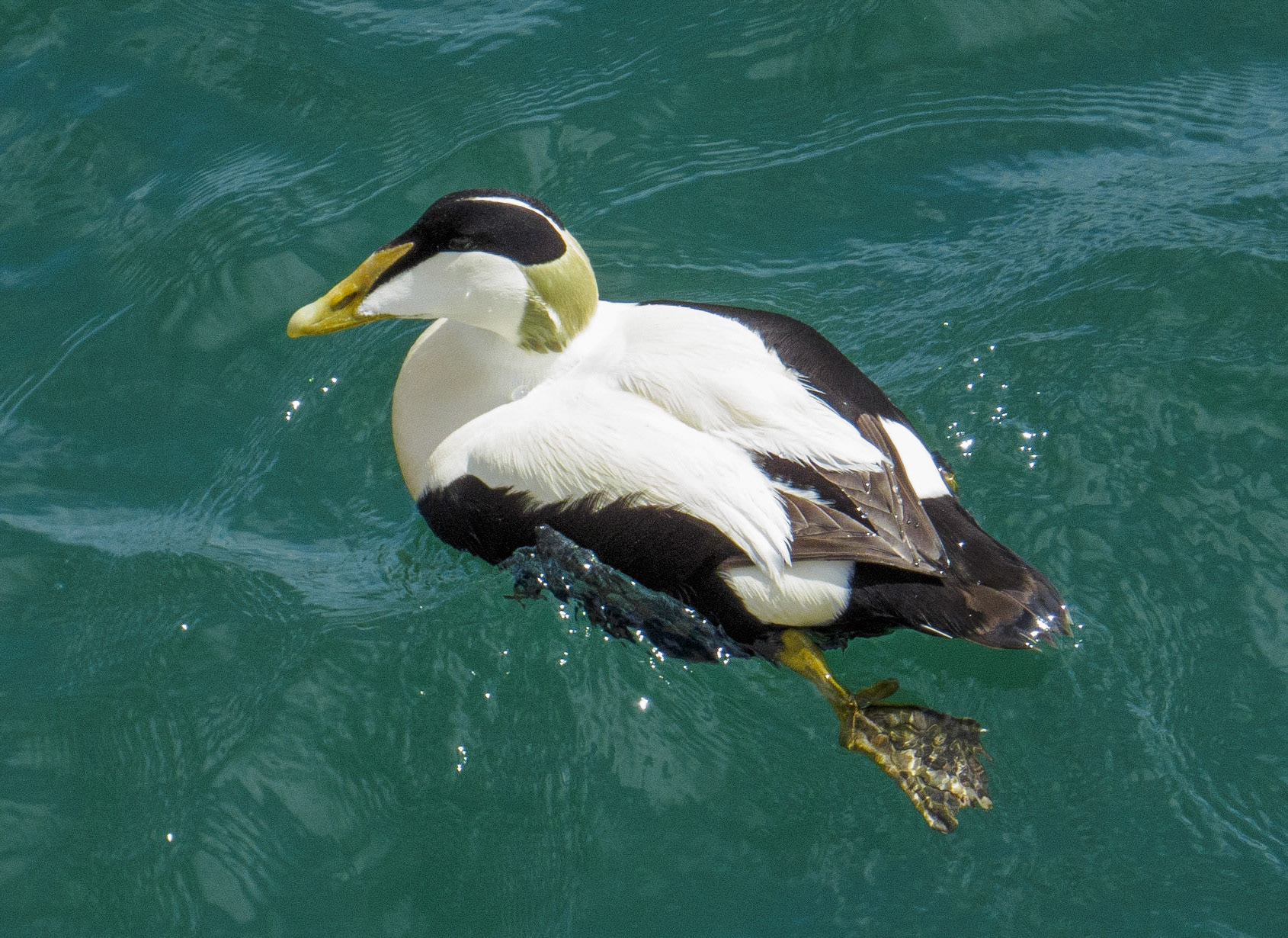 Eider duck, Seahouses 2022
