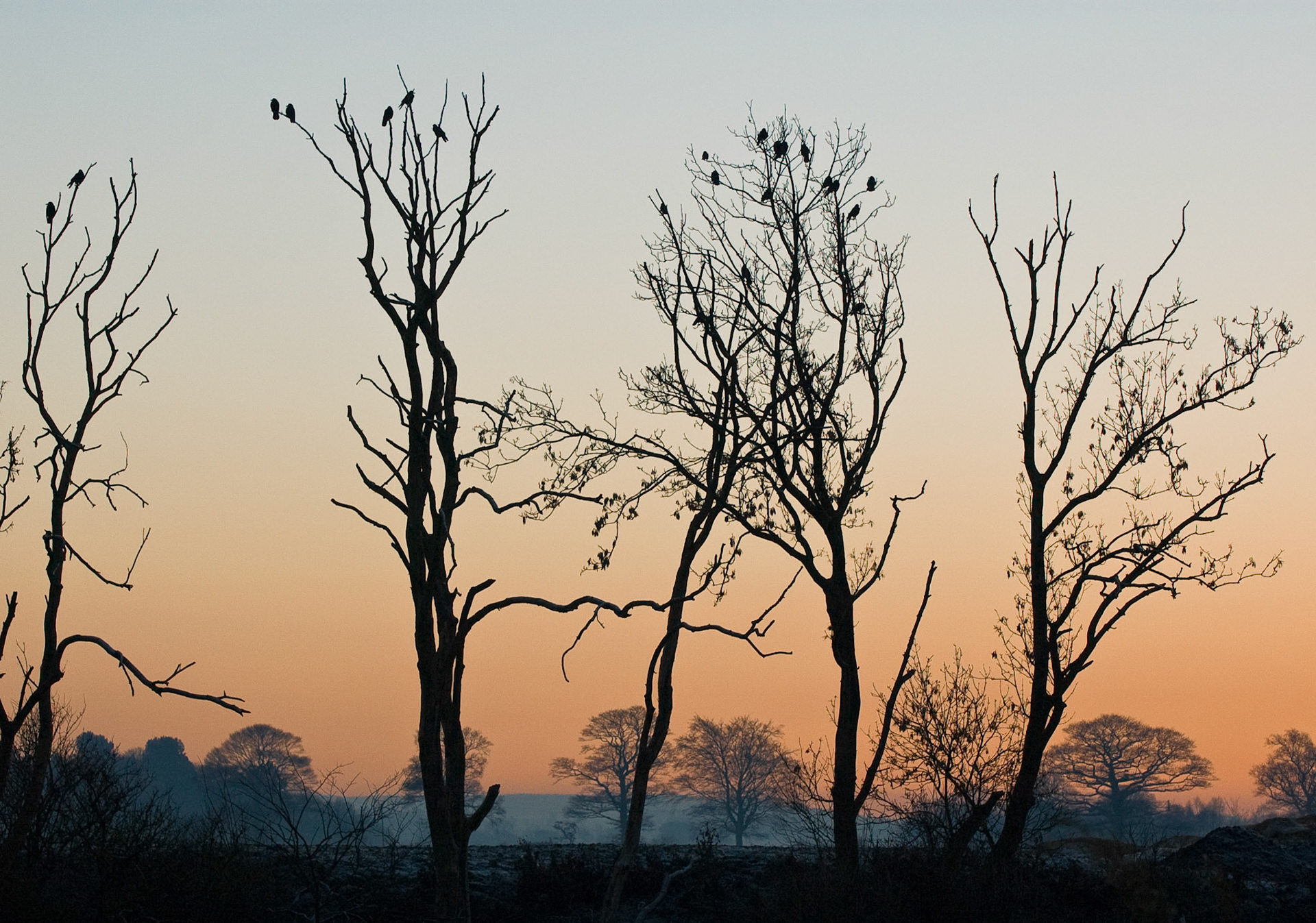Birds on trees at sunset, Midlothian, 2007