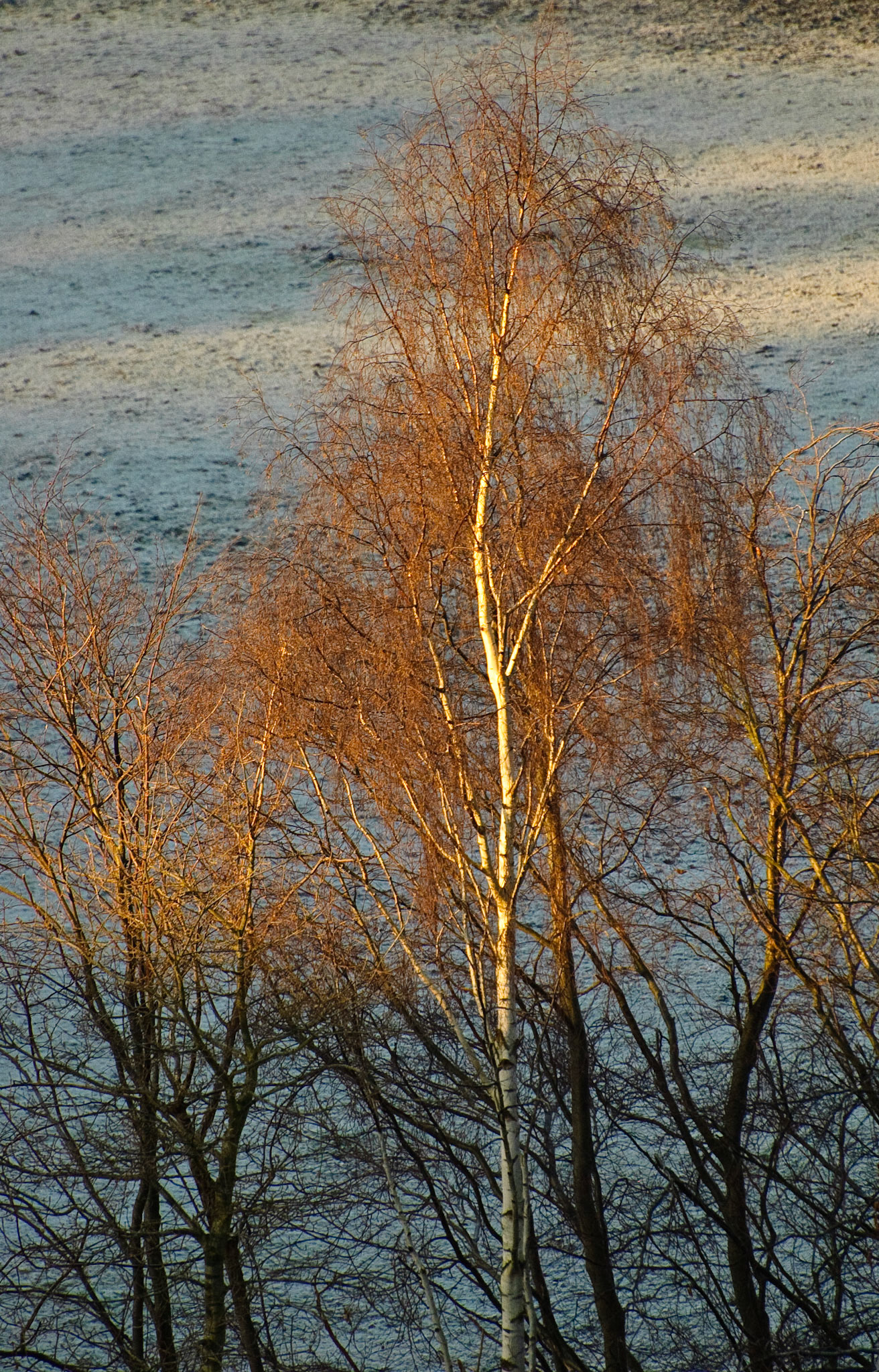 Polton, Midlothian, 2008