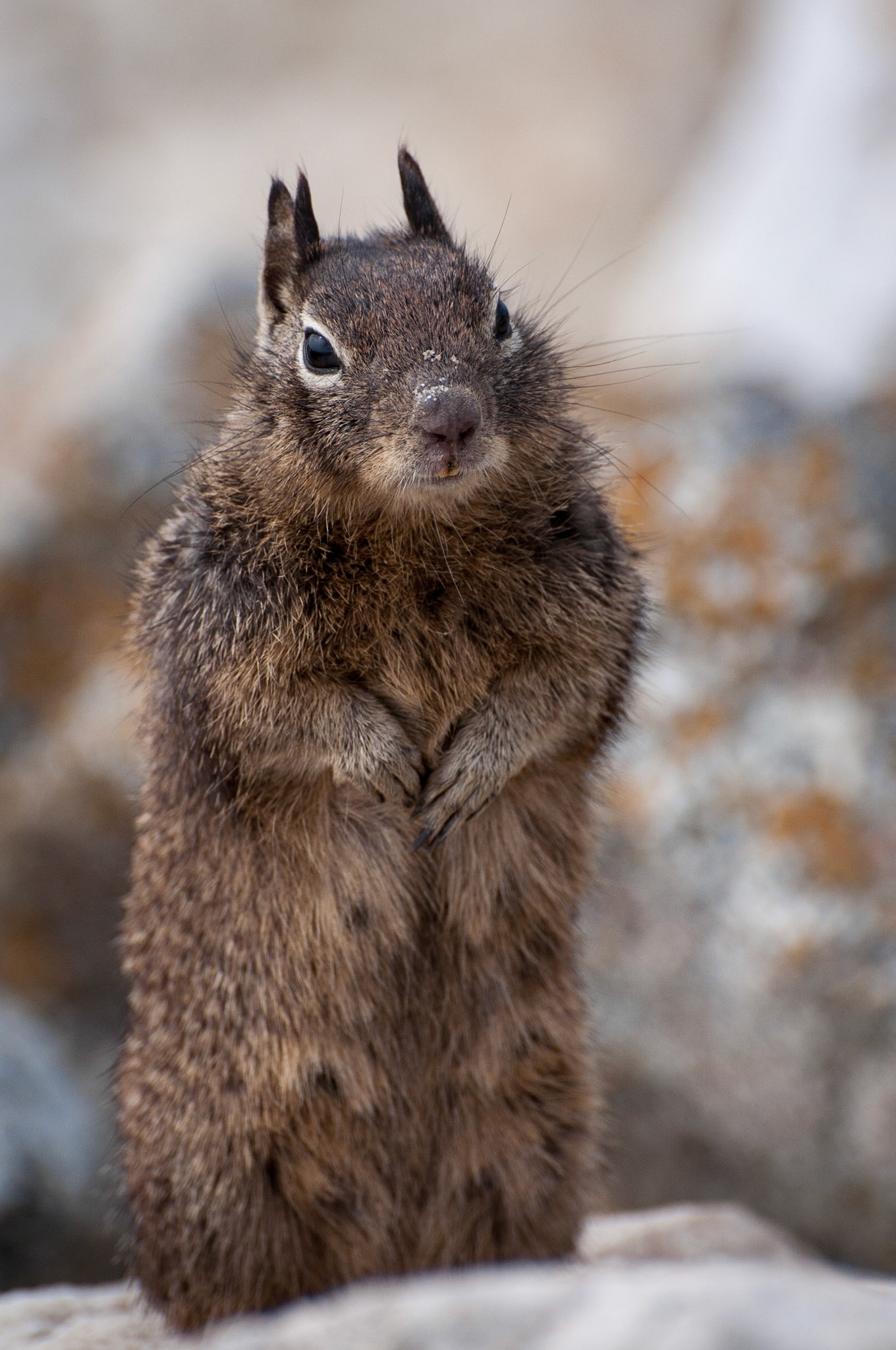Ground squirrel, Pebble Beach, California, 2012