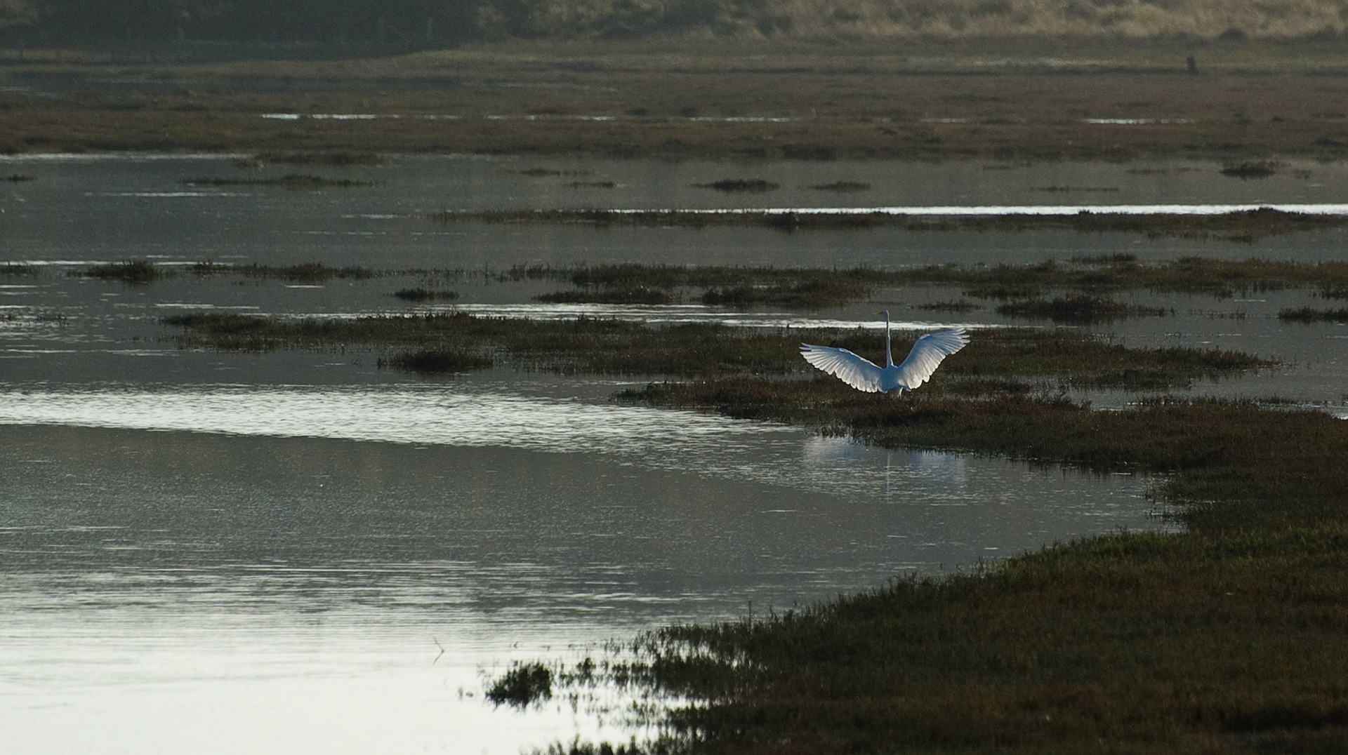 Egret, Point Reyes National Seashore, September 2007