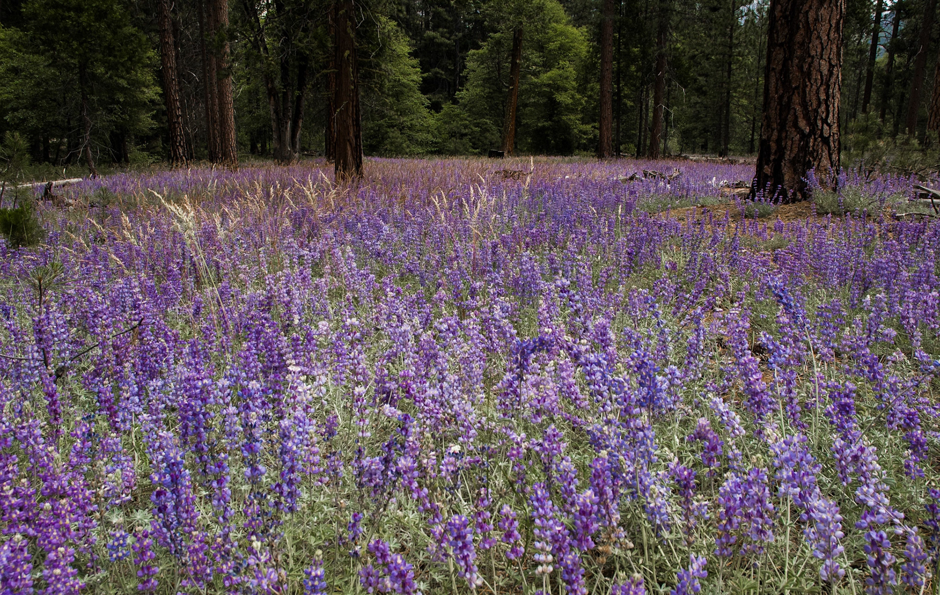 Wildflowers, Yosemite National Park, 2005