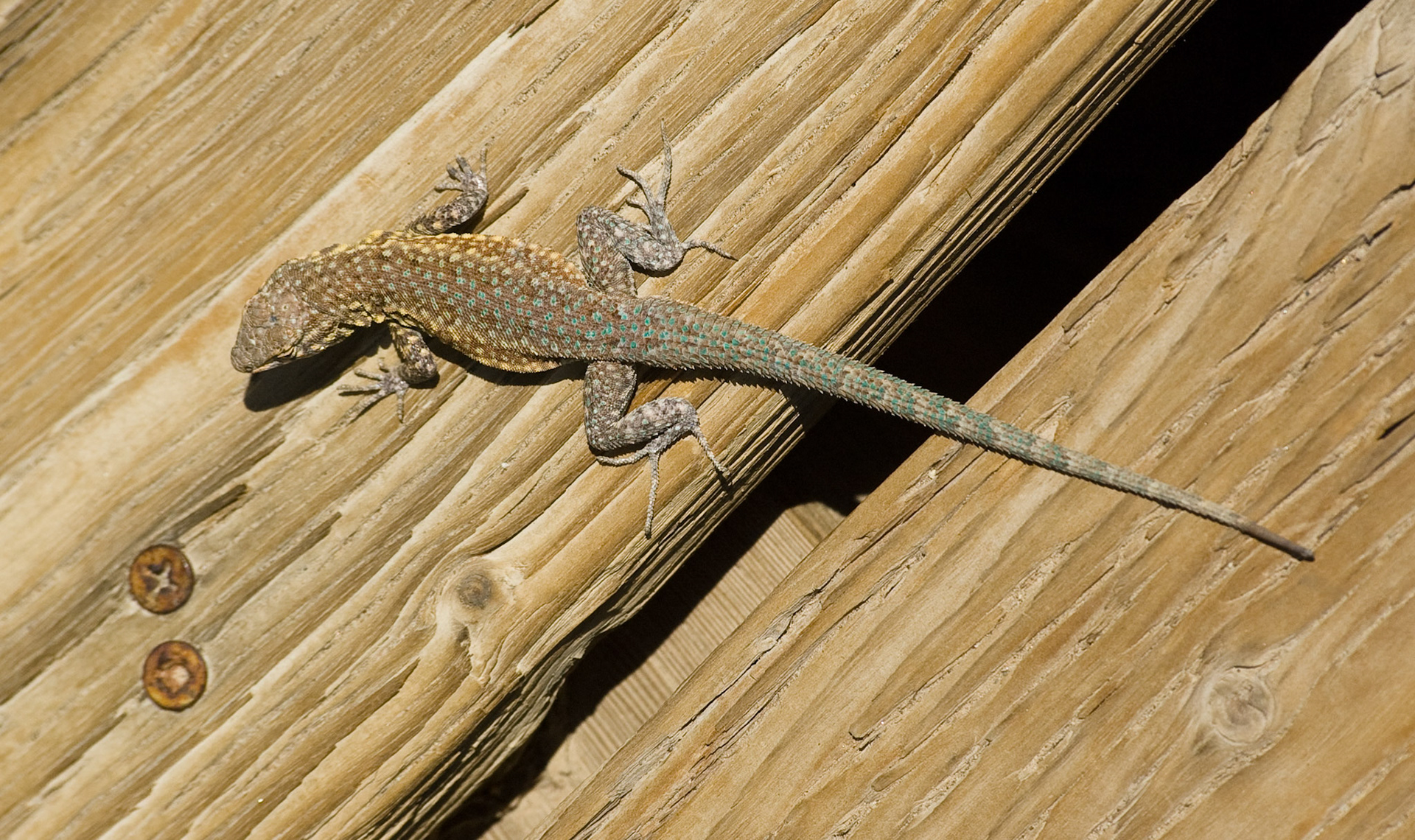 Lizard on boardwalk, Salt Water Creek, Death Valley National Park, California, April 2007