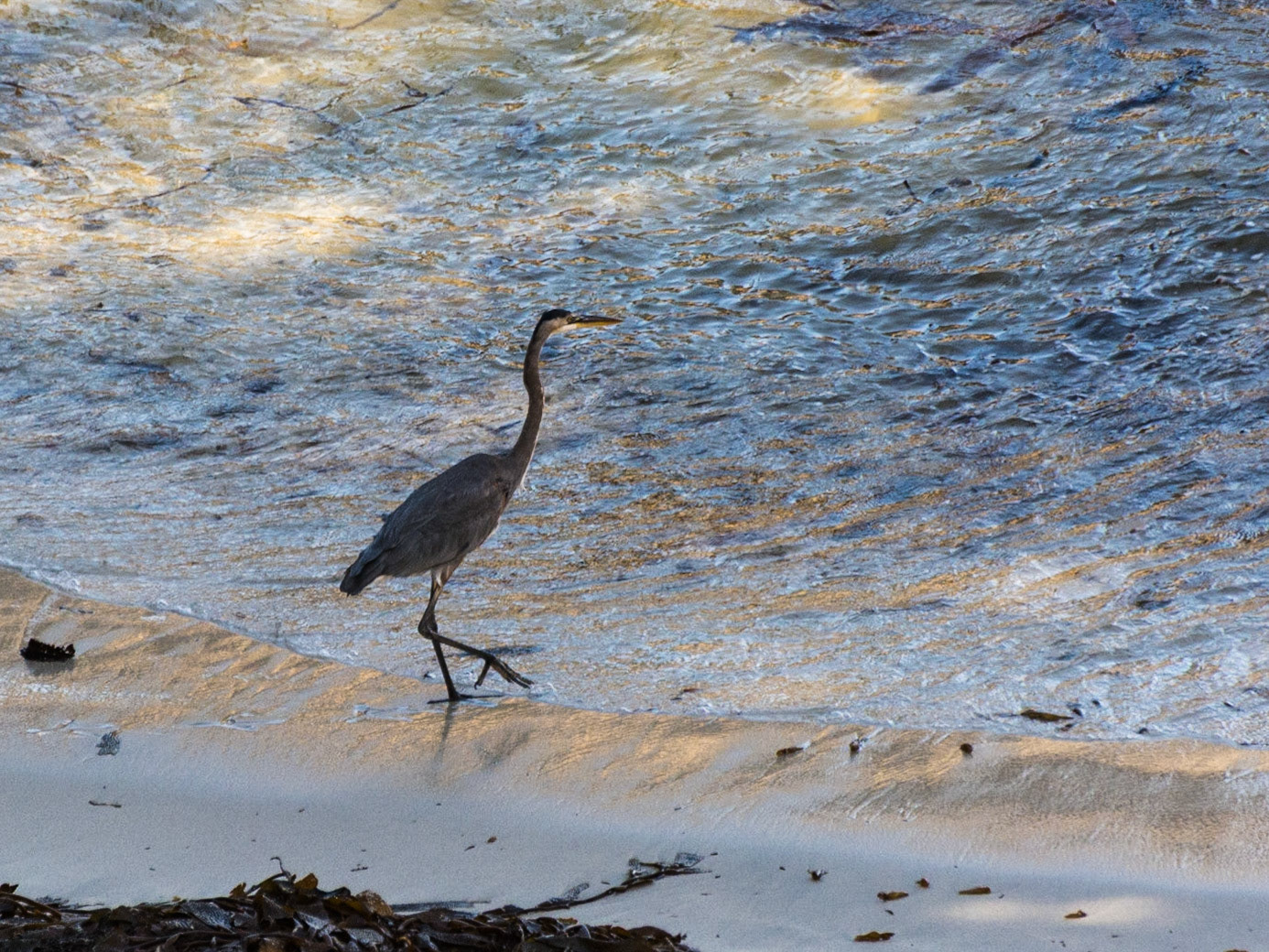 Heron, Point Lobos, California, 2015