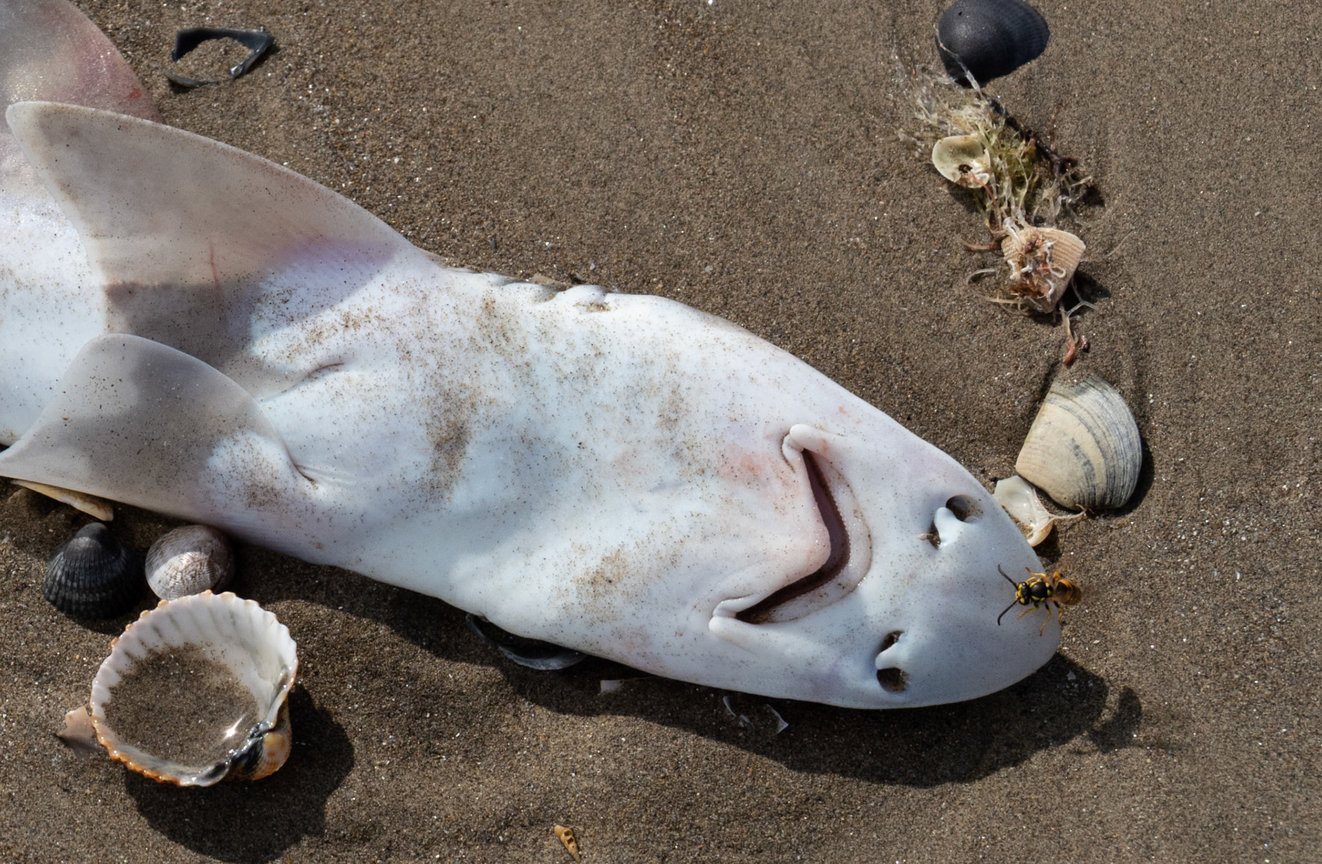 Dead fish, Venice Lido, 2019
