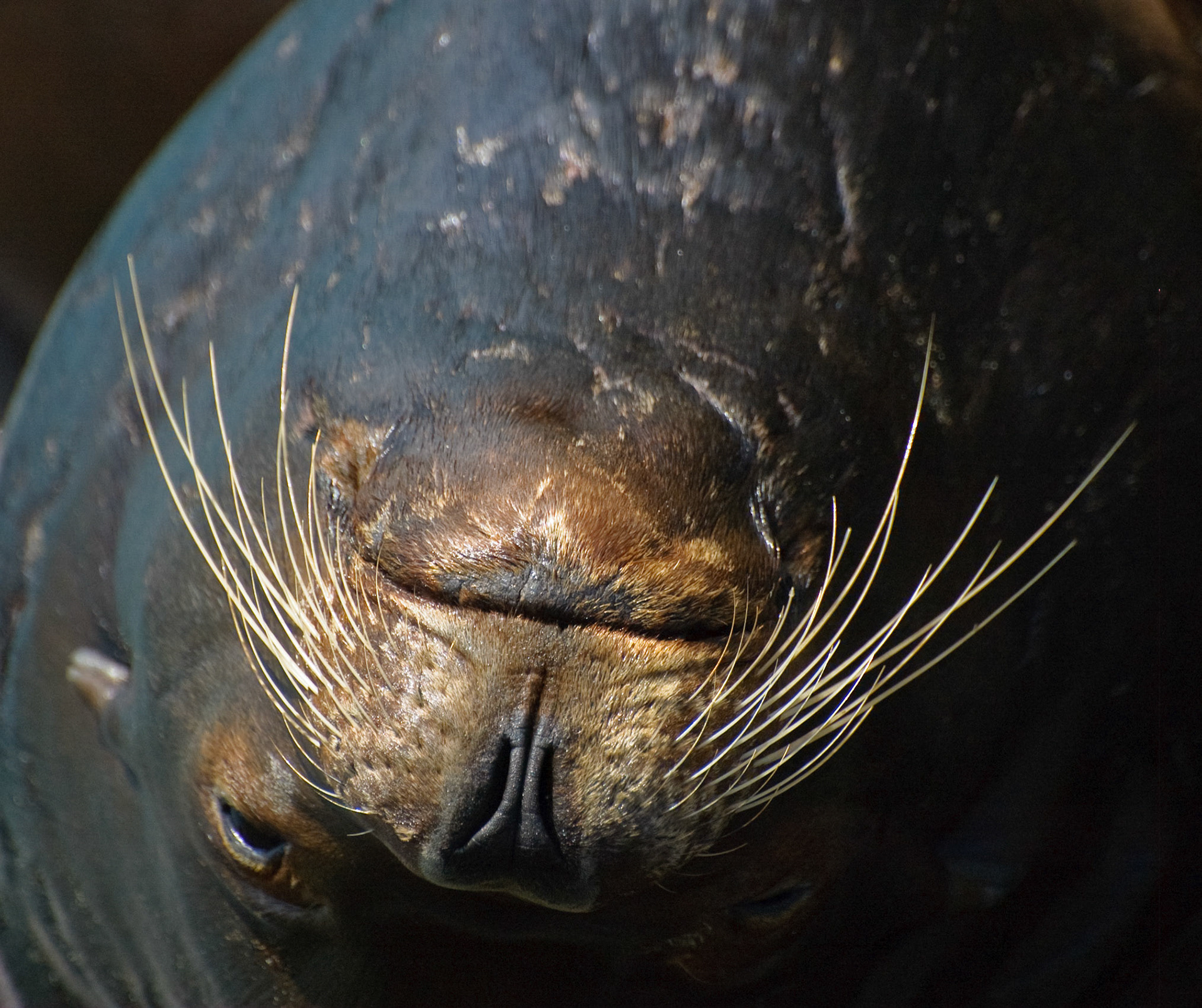 Sea Lion. Morro Bay, California, 2008