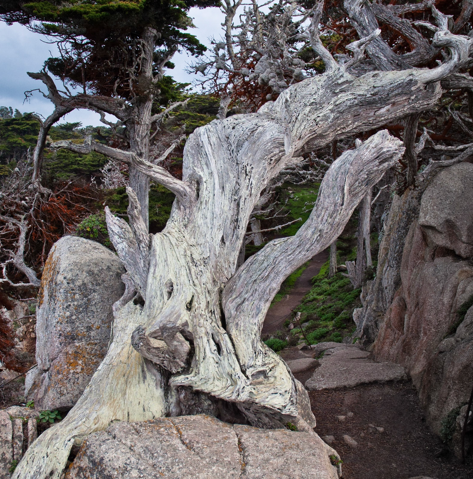 Tree stump, Point Lobos, California, 2011