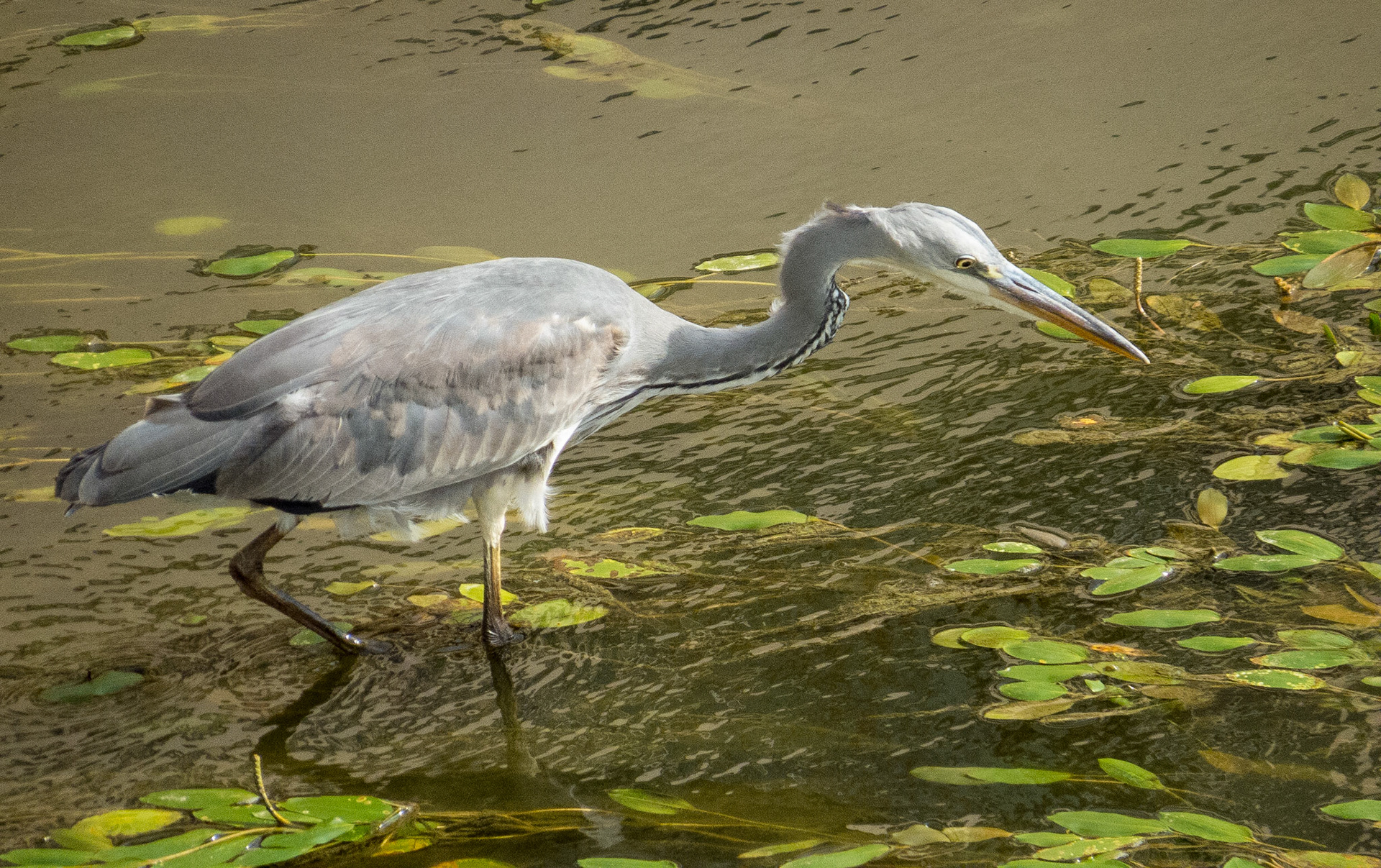 Heron, Florence, 2017