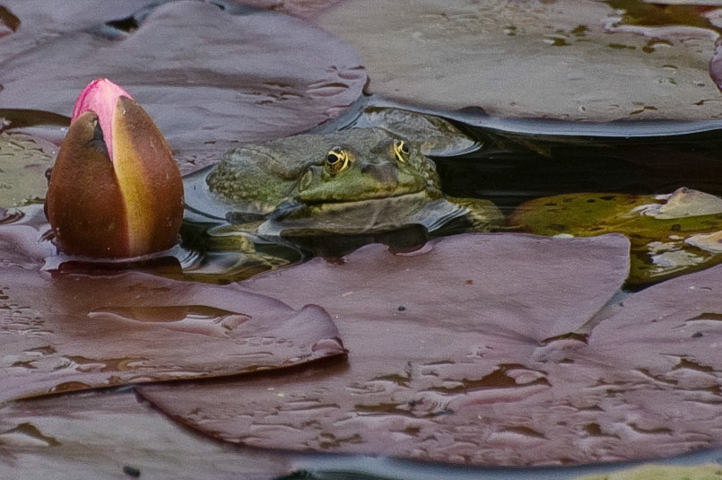 Frog among the lily pads, RHS Garden, Wisley, Surrey, 2008