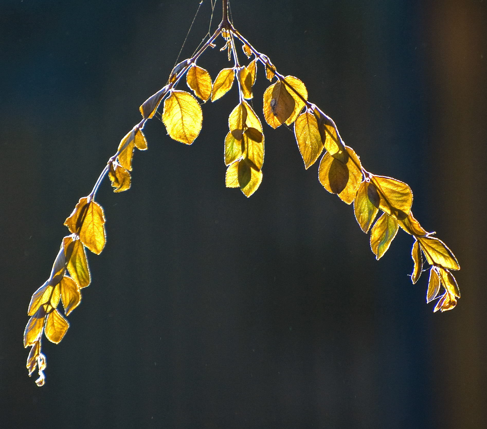 Autumn leaves, Broomieknowe, Lasswade, 2008