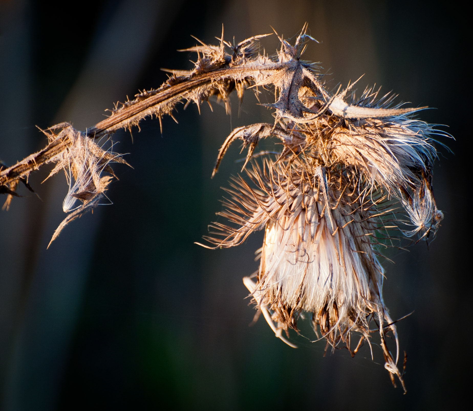 Thistle seed head, Dalkeith to Penicuik Walkway, Bonnyrigg, Midlothian, 2011