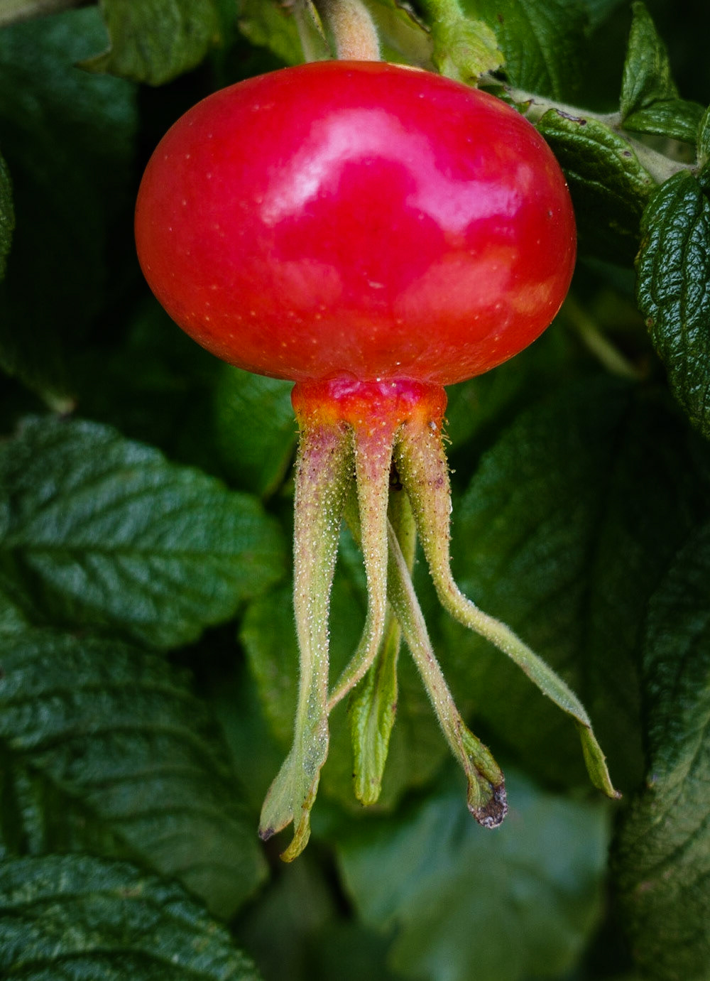 Rosehip, Dalkeith Country Park, 2020