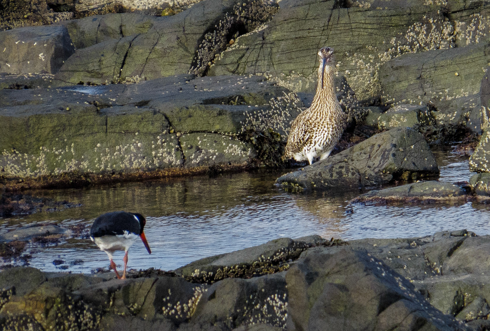 Longniddry Bents, 2021