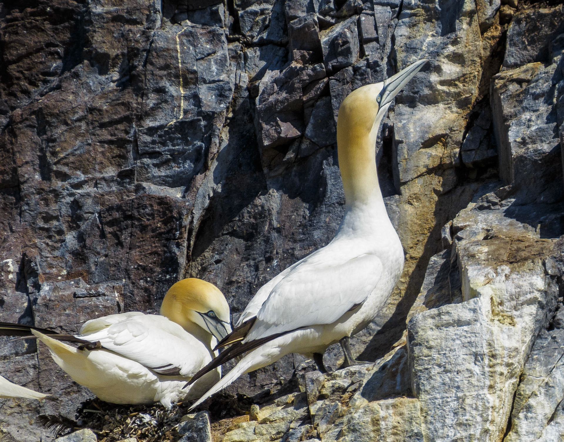 Gannets on the Bass Rock, 2022