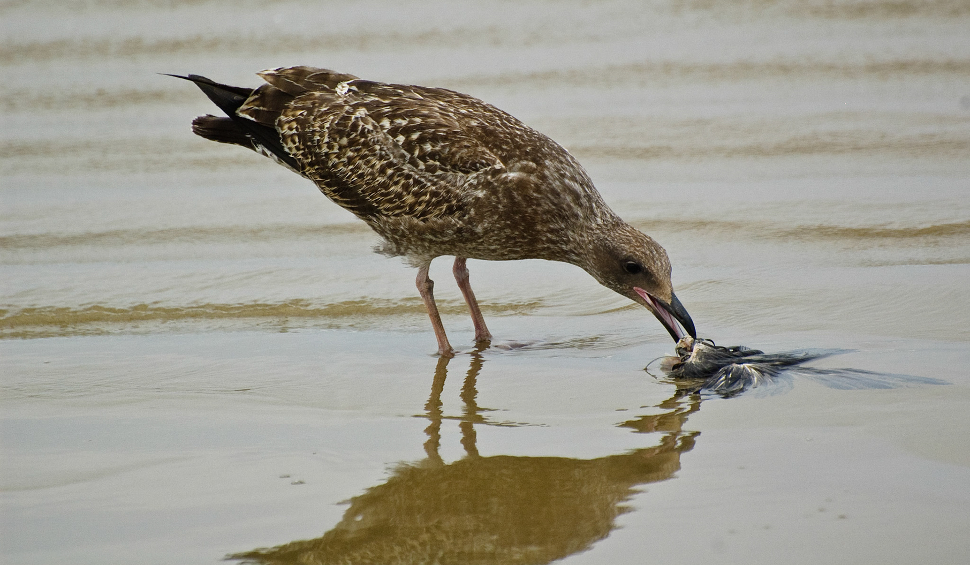 Pismo Beach, California, 2008