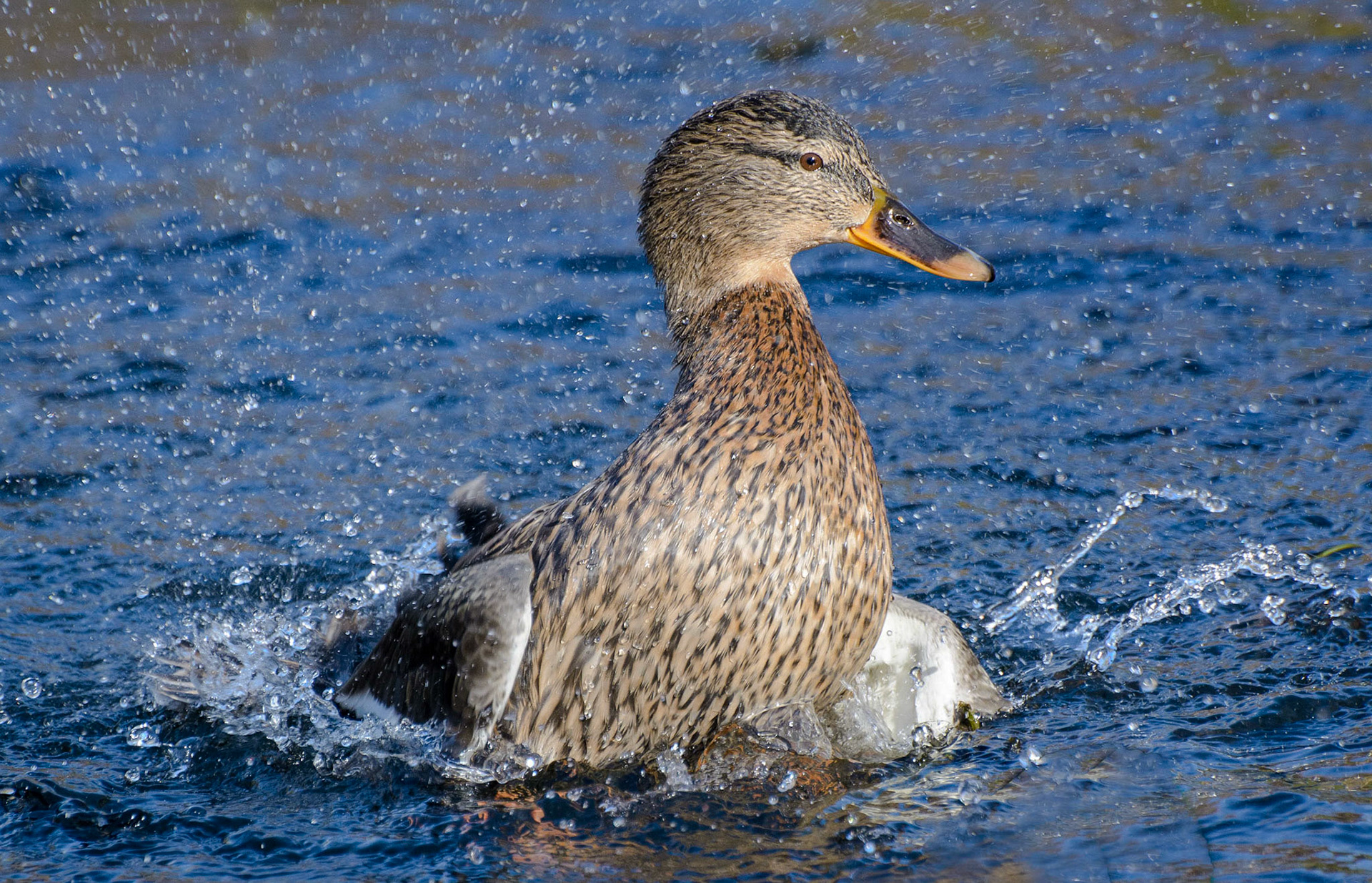 Duck, Royal Botanic Garden, Edinburgh, 2015