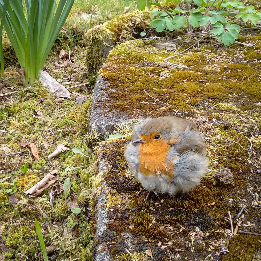 Fledgling robin, Lasswade, 2015